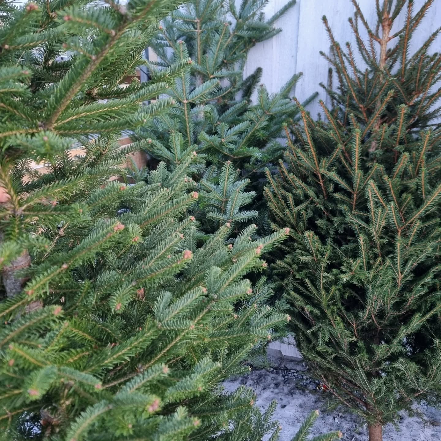 Vi vill gladeligen s&auml;ga att vi blir till och f&aring; in Juletre i &aring;r igen 🌲🙌 vanlig gran och Sibirisk edelgran , samma som i fjor !  Det kommer finnas i vanlig Storlek samt n&aring;gra &ouml;ver 3 m ! 

Vi f&aring;r ocks&aring; in julen