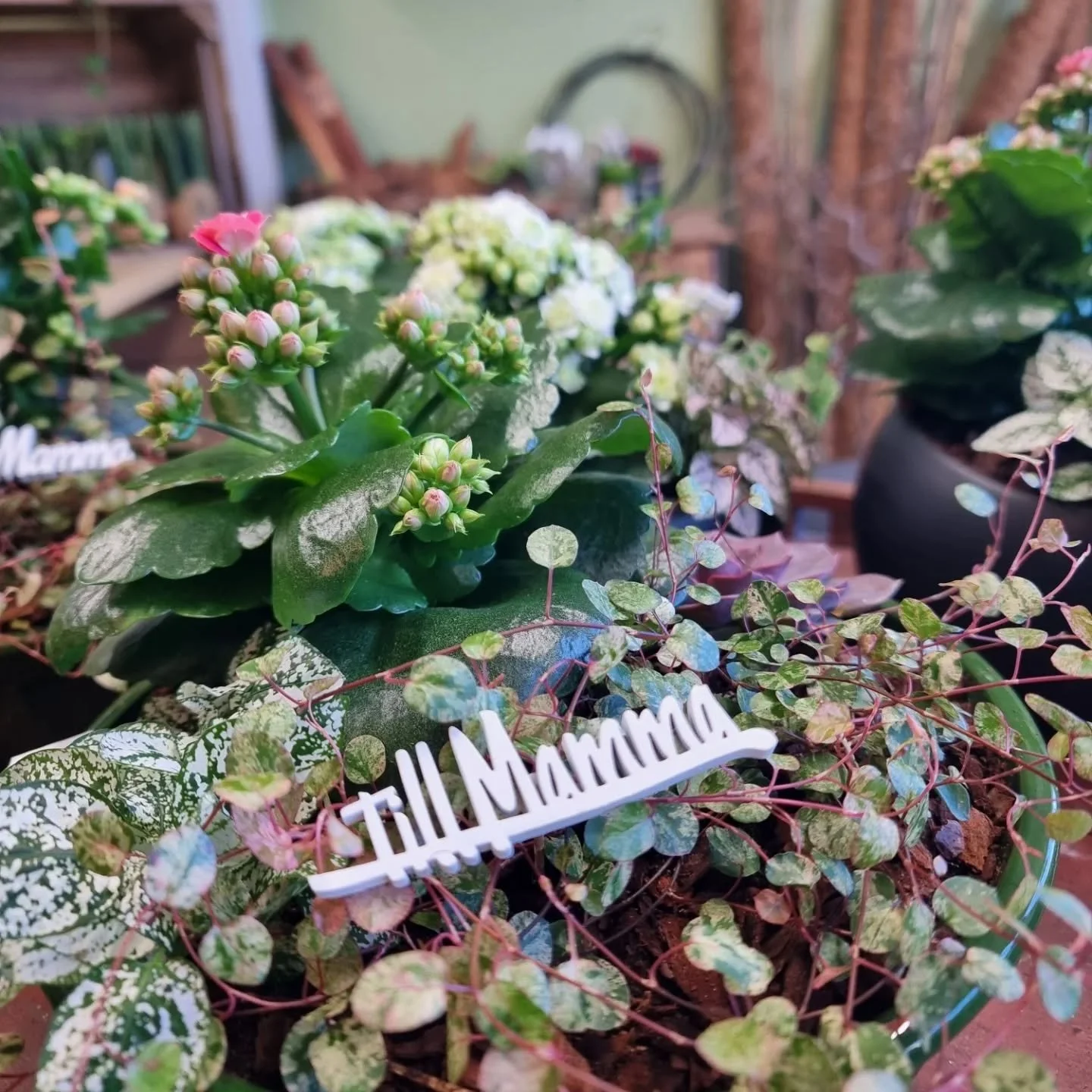 HUSK MORSDAG 8/2🩷💐
P&aring; s&ouml;ndag &auml;r de morsdag , vad passar d&aring; inte b&auml;ttre med en fin blomster till alla r&aring;a mammor d&auml;r ute , kylen &auml;r p&aring;fylld med massa h&auml;rliga snitt blomster , de lagas fina bordss