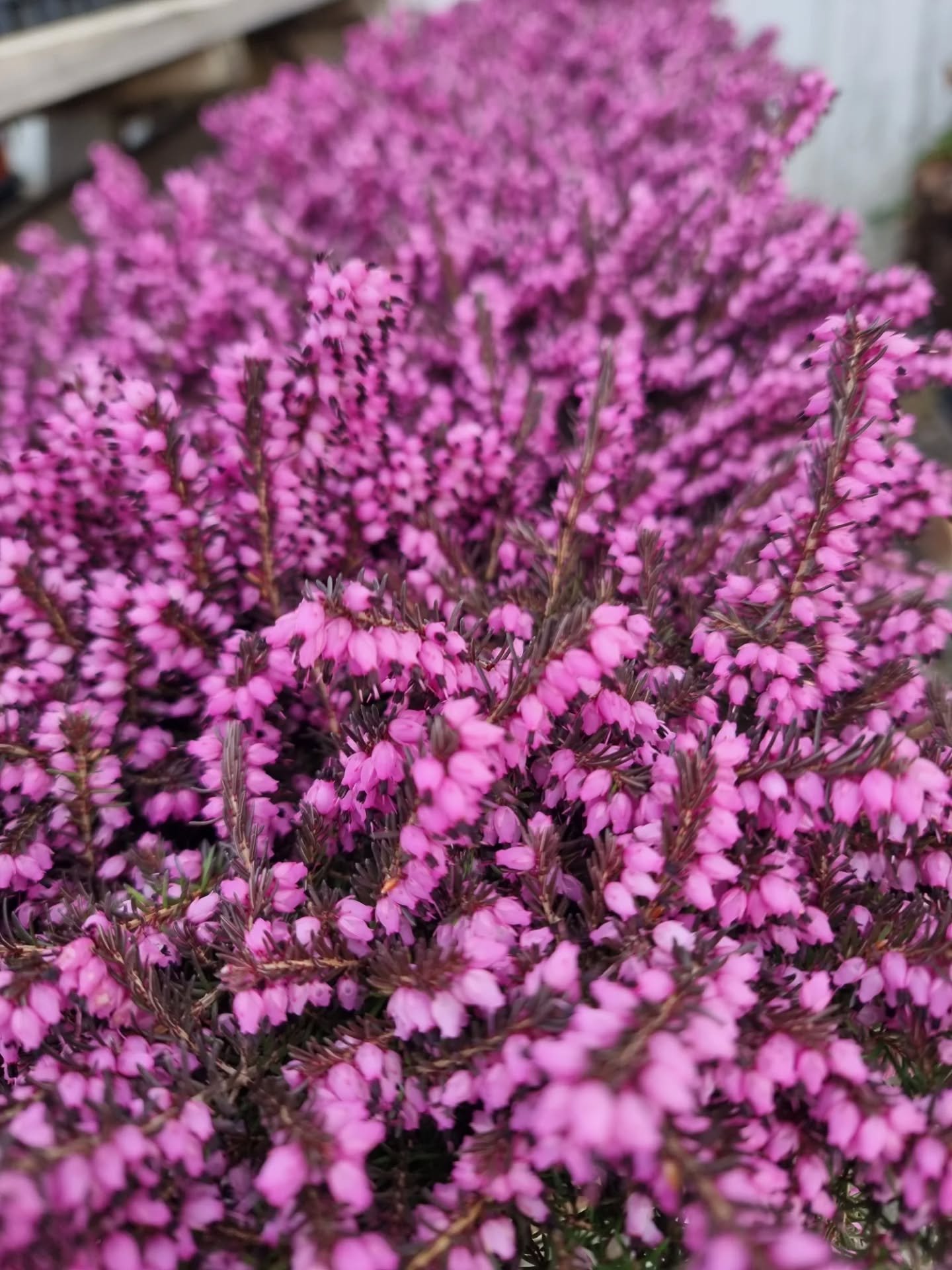 Lite p&aring;fyll av ute v&aring;riga ute blomster!  &Auml;ntligen kan vi b&ouml;rja att ruska av de gamla krukorna ute och plantera in lite f&auml;rg 🏵

Butiken har &ouml;ppet ons -fre 10-16 l&ouml;rdag 10-14 
V&auml;lkommen 🏵
