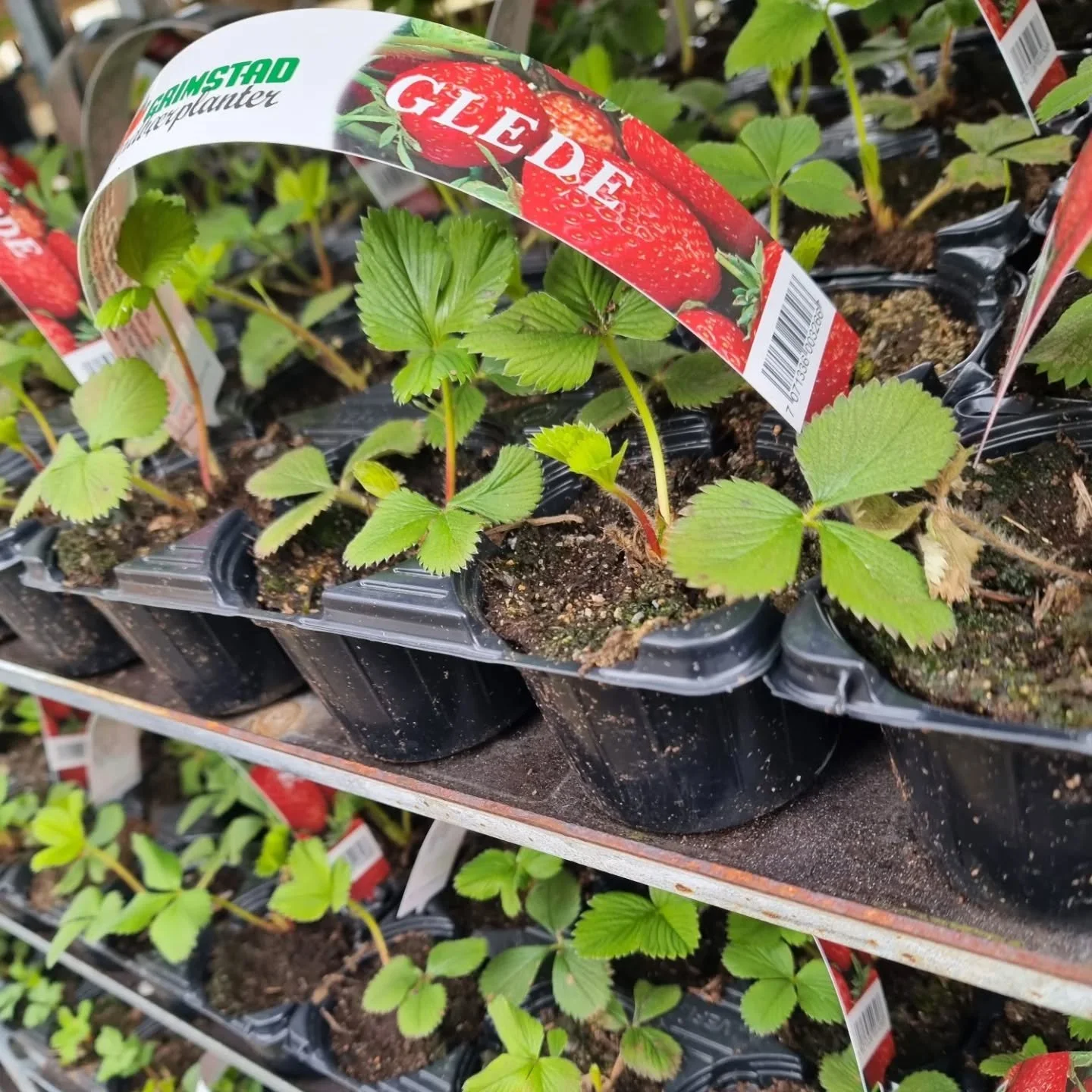 &Aring;PENT IDAG 14.5 KL 10-16 🌼

🍓Jordb&aelig;rplantene er kommen 6-pk forskjellige sorter, vi har og markjordb&aelig;r- skikkelig barndomsminnen 
🥔 Settepoteter 2.5 kg bokser,  Colomba, Nansen og Pimpernell .. start p&aring; tide og plante dem ?