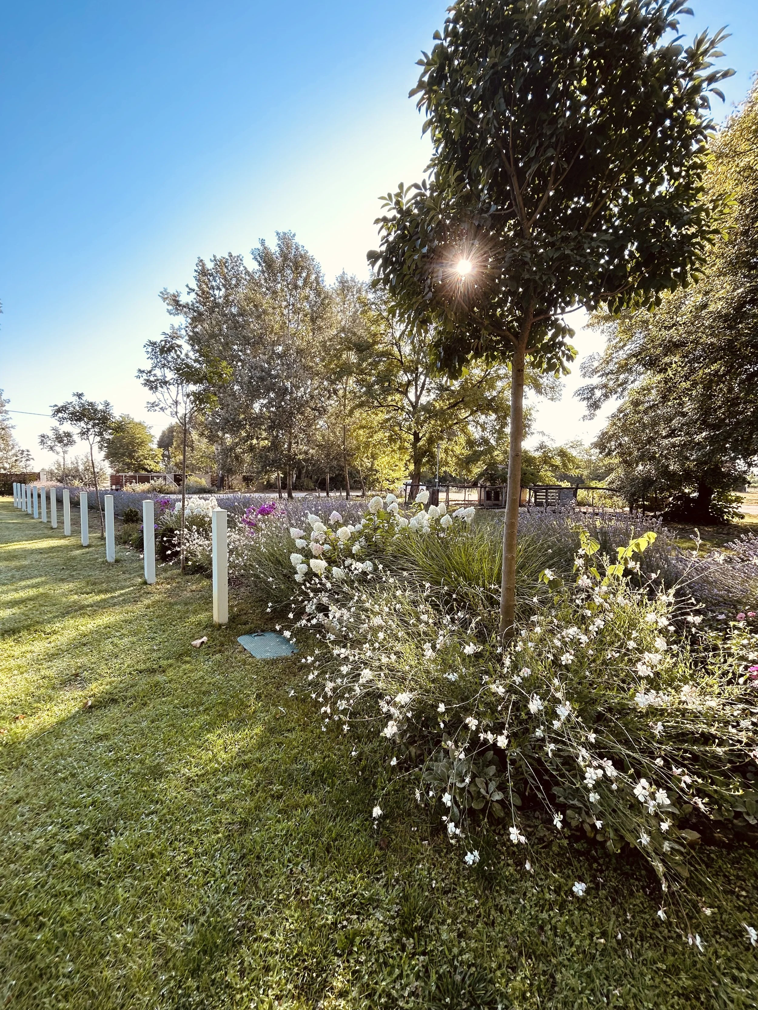 A sunny outdoor garden with a small tree in the foreground, surrounded by white and purple flowers, and a clear blue sky in the background.
