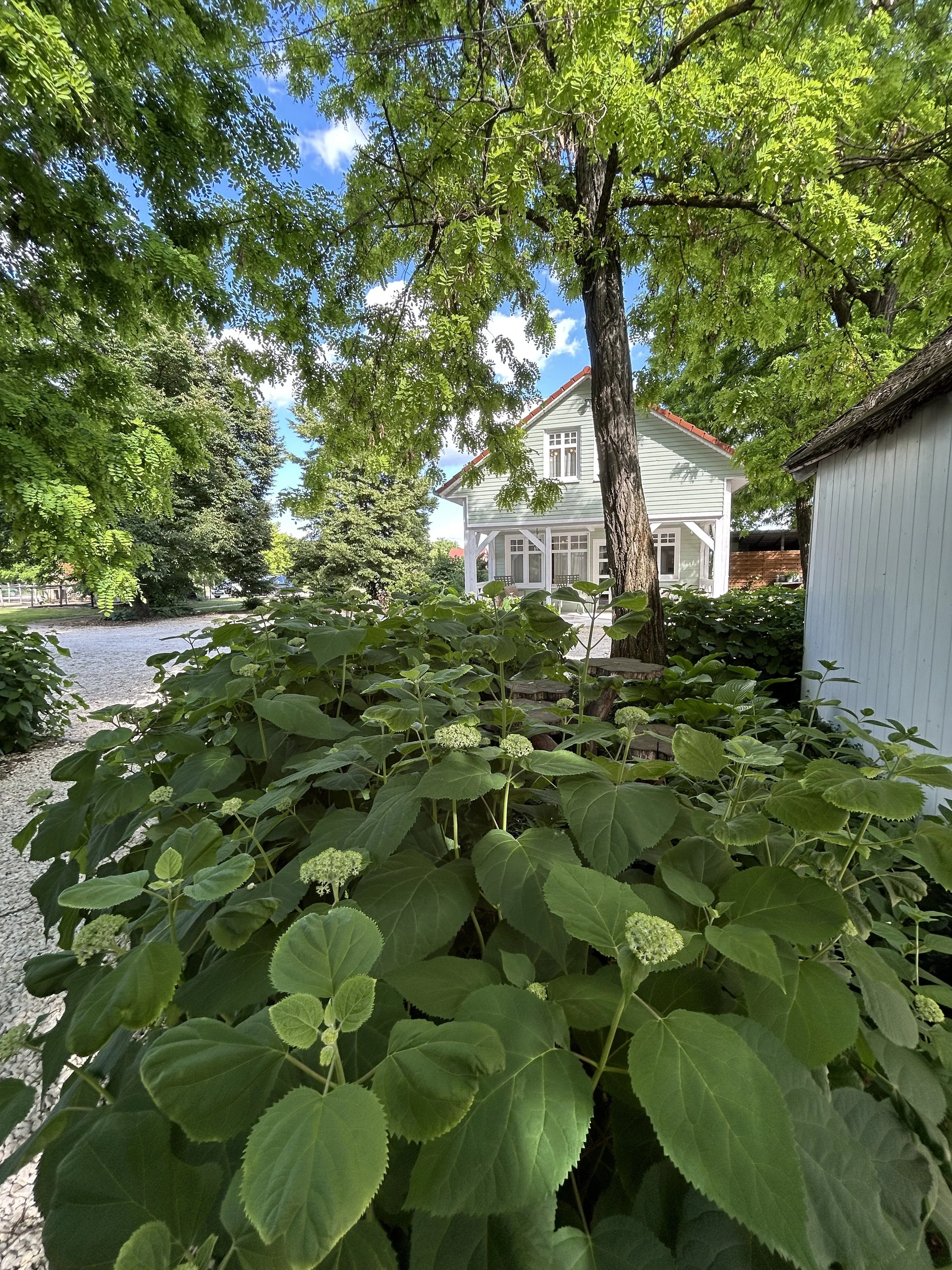 A lush, green plant with broad leaves and small white flowers in the foreground, a large tree with green leaves, and a white house with a porch and gabled roof in the background, under a partly cloudy sky.