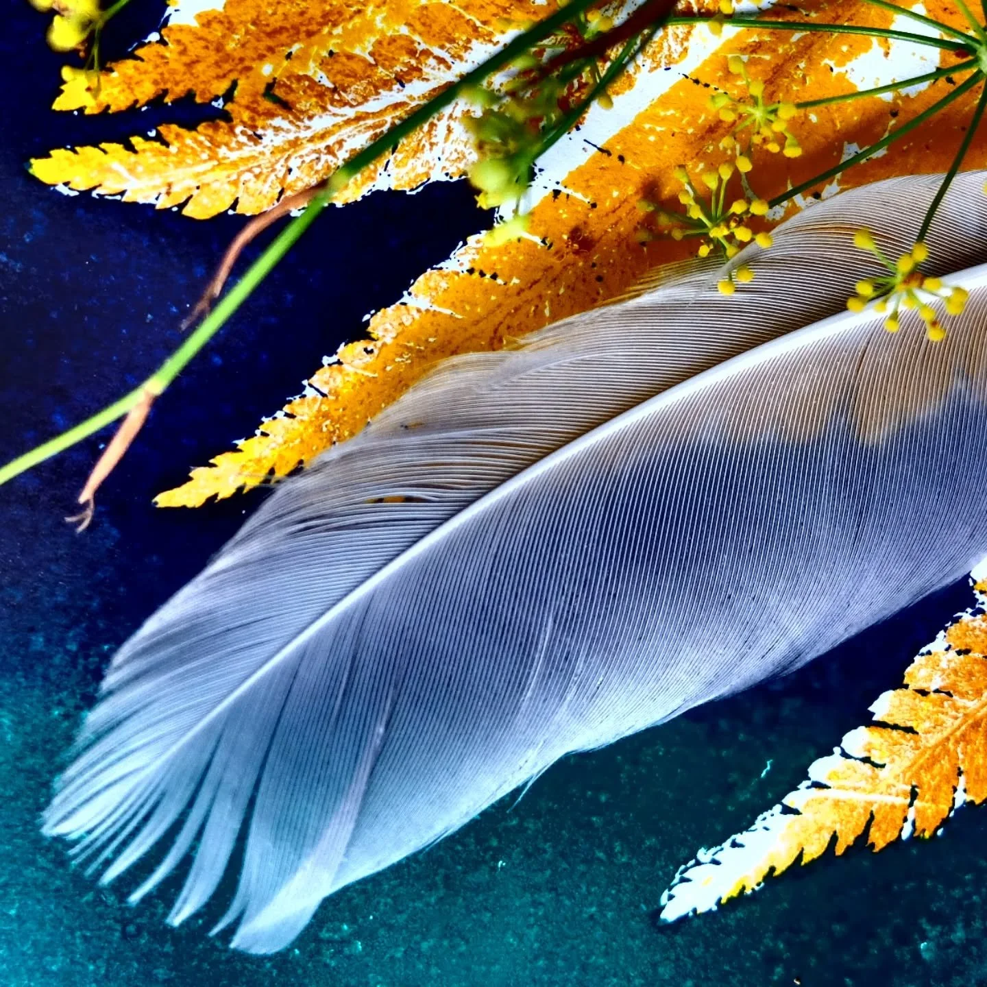 Some of today's fun stuff.
#feather 
#fern 
#print 
#filter 
#photocollage