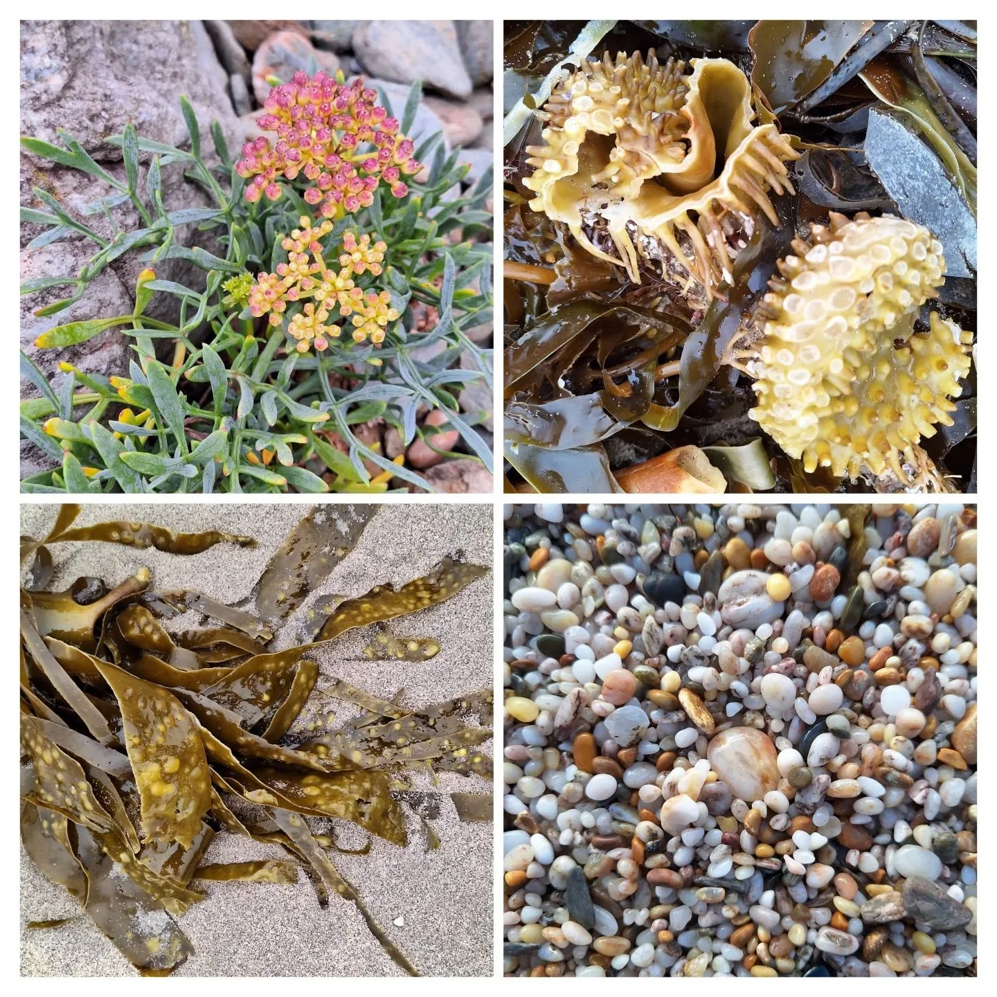 Yesterday. 
#beachlife
#devon
#pebbles
#kelp