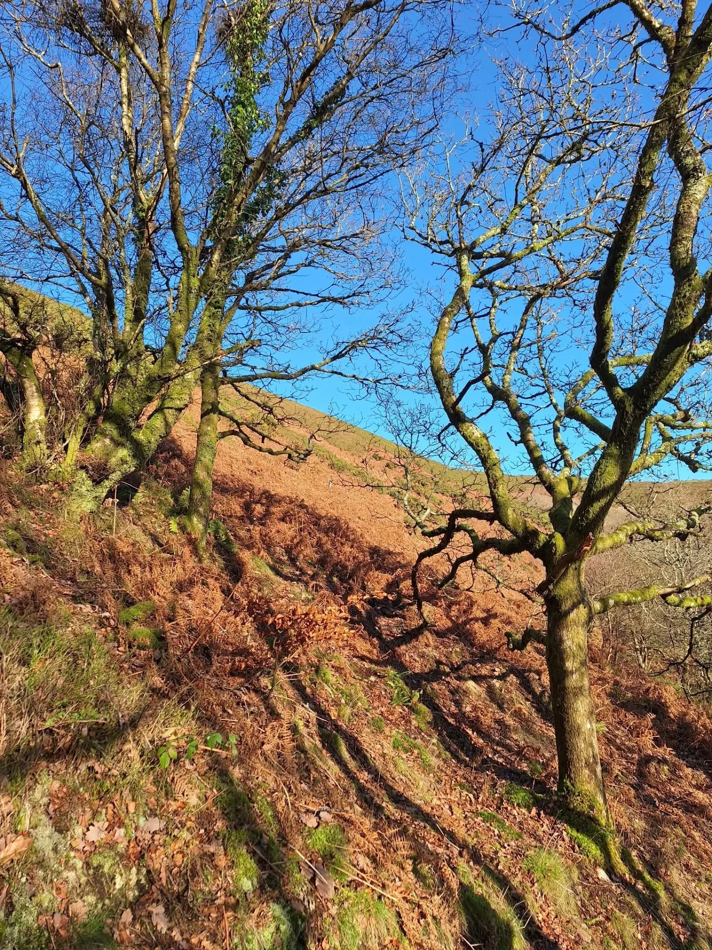 Beautiful day today. Lovely walk. Delicious lunch at Ramblers Rest, County Gate. 
#sunshine #ramblersrest#tearoom#toasties #cake #countygateexmoor