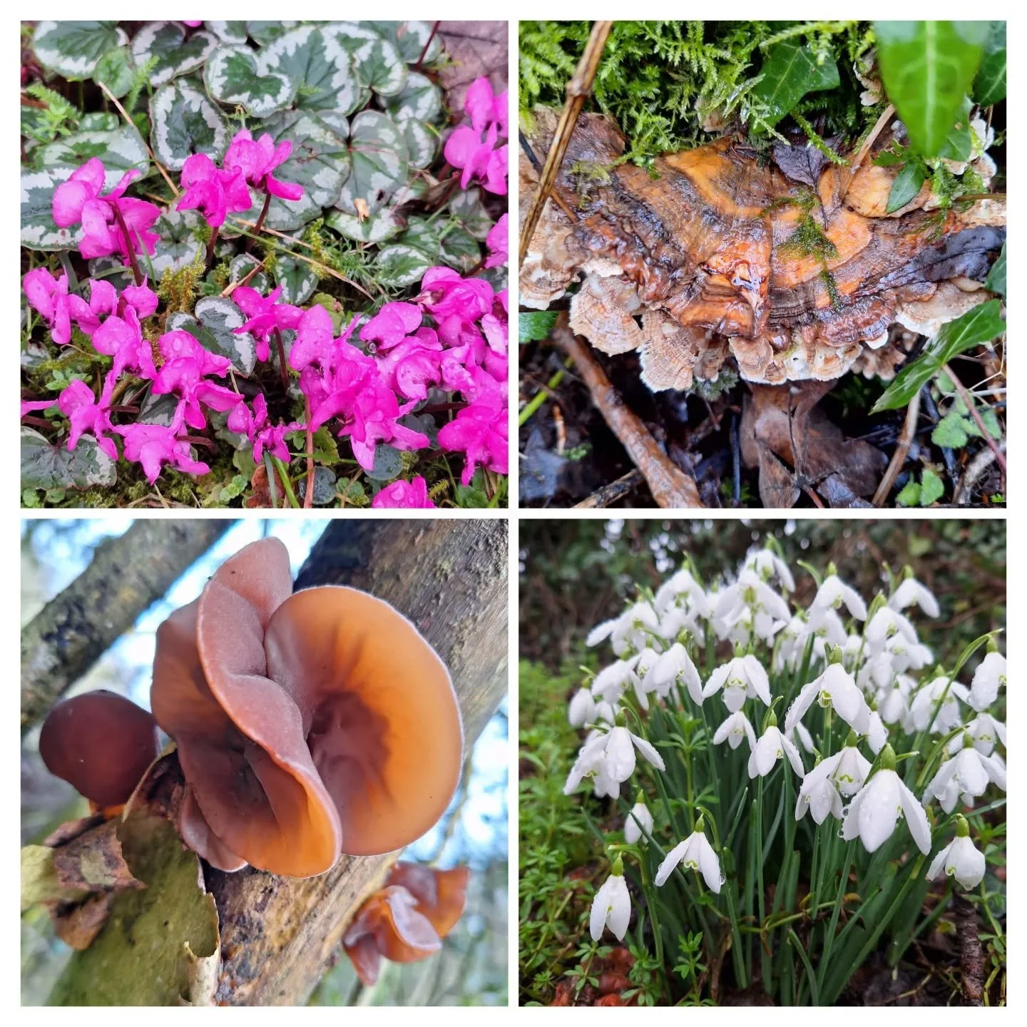 Seen on today's walk. 
#cyclamen #jellyear #snowdrops #bracketfungus
