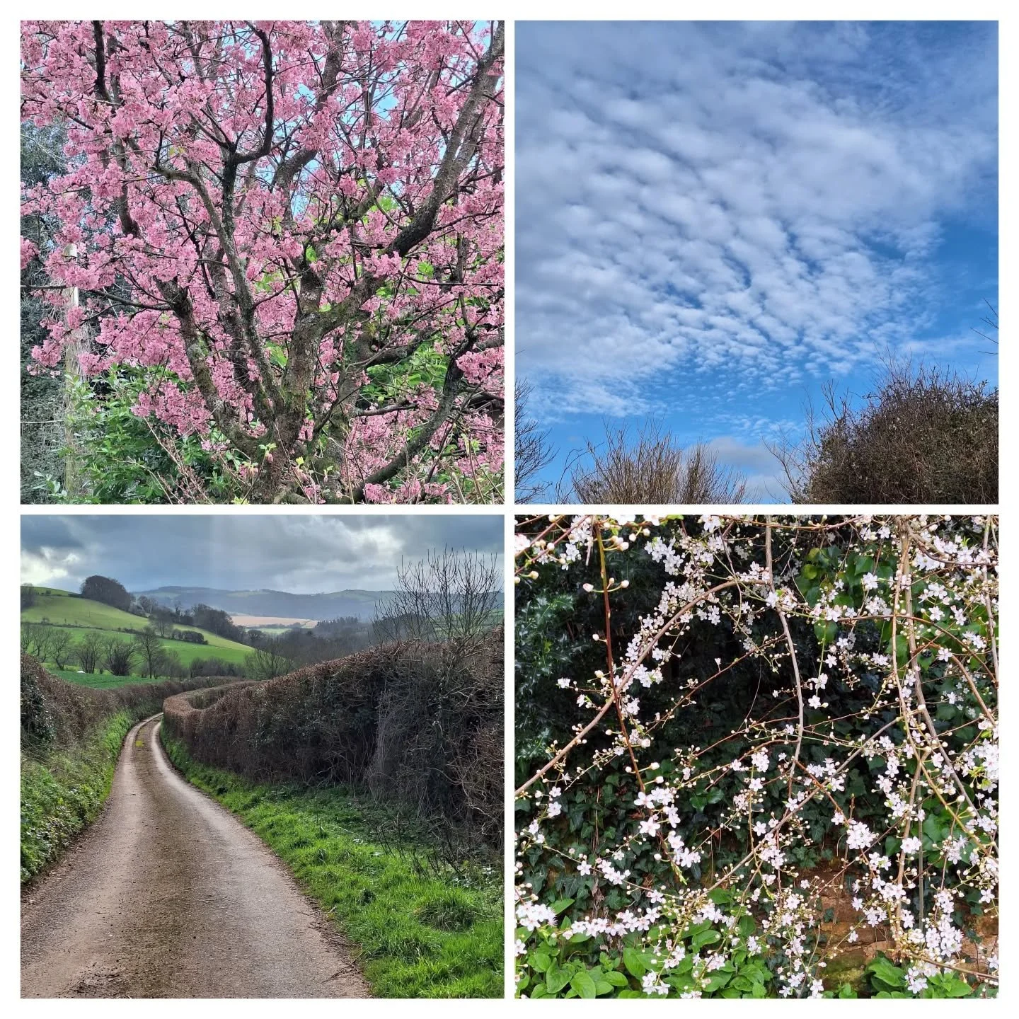 Today
#sky #blue #blossom #walk