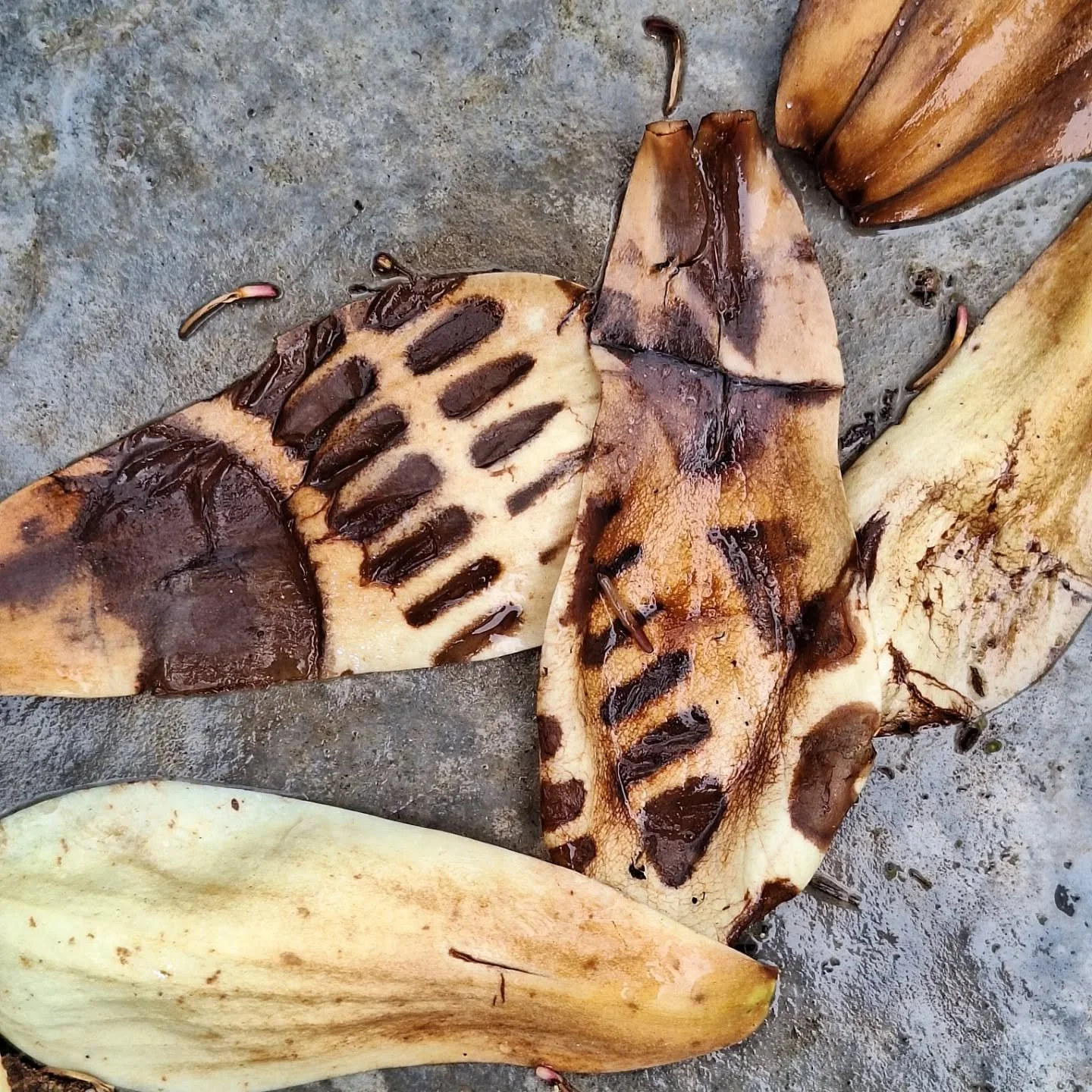 These pleased me! 
#magnolia #prints