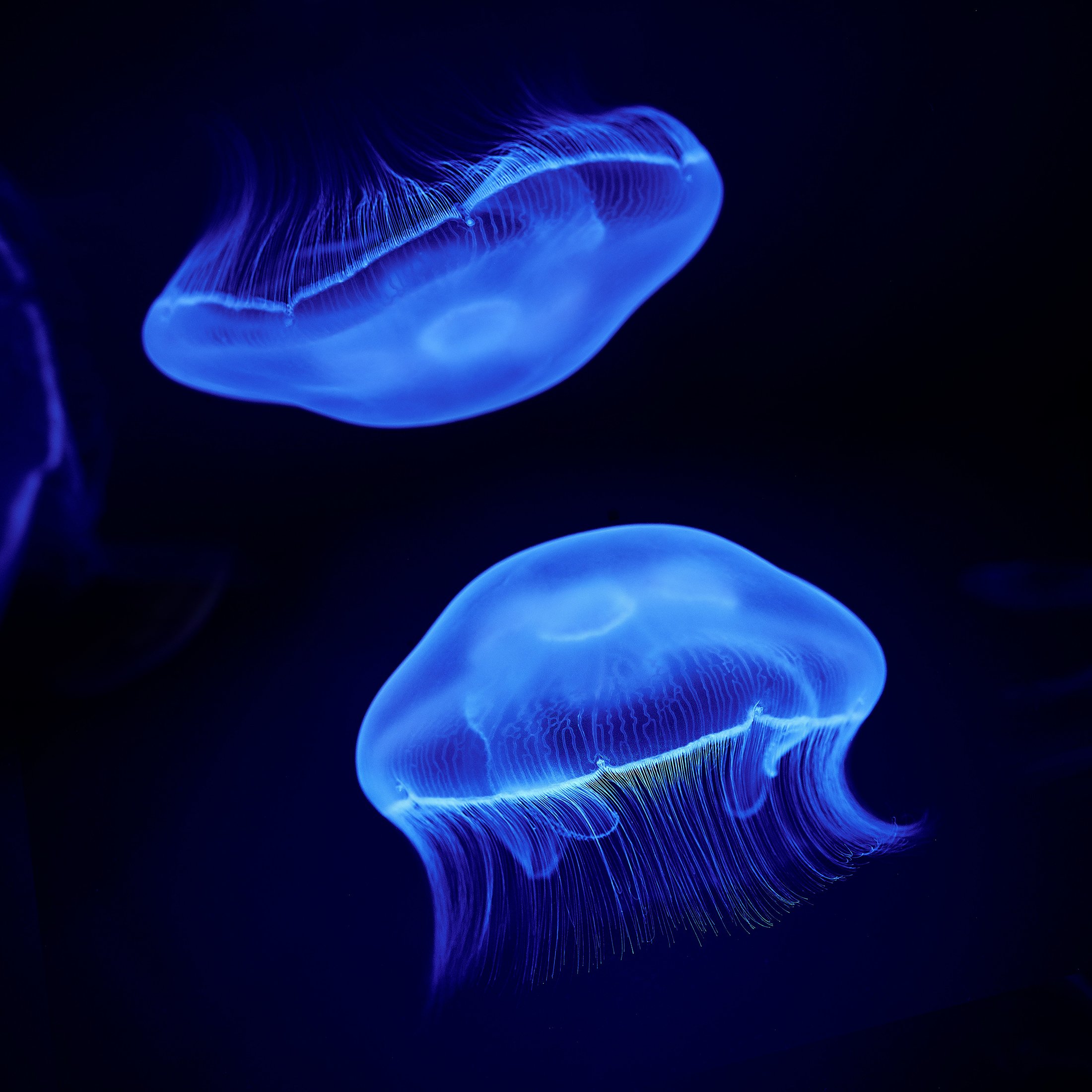 Unequal Partners or Powerful Alliances? Part III