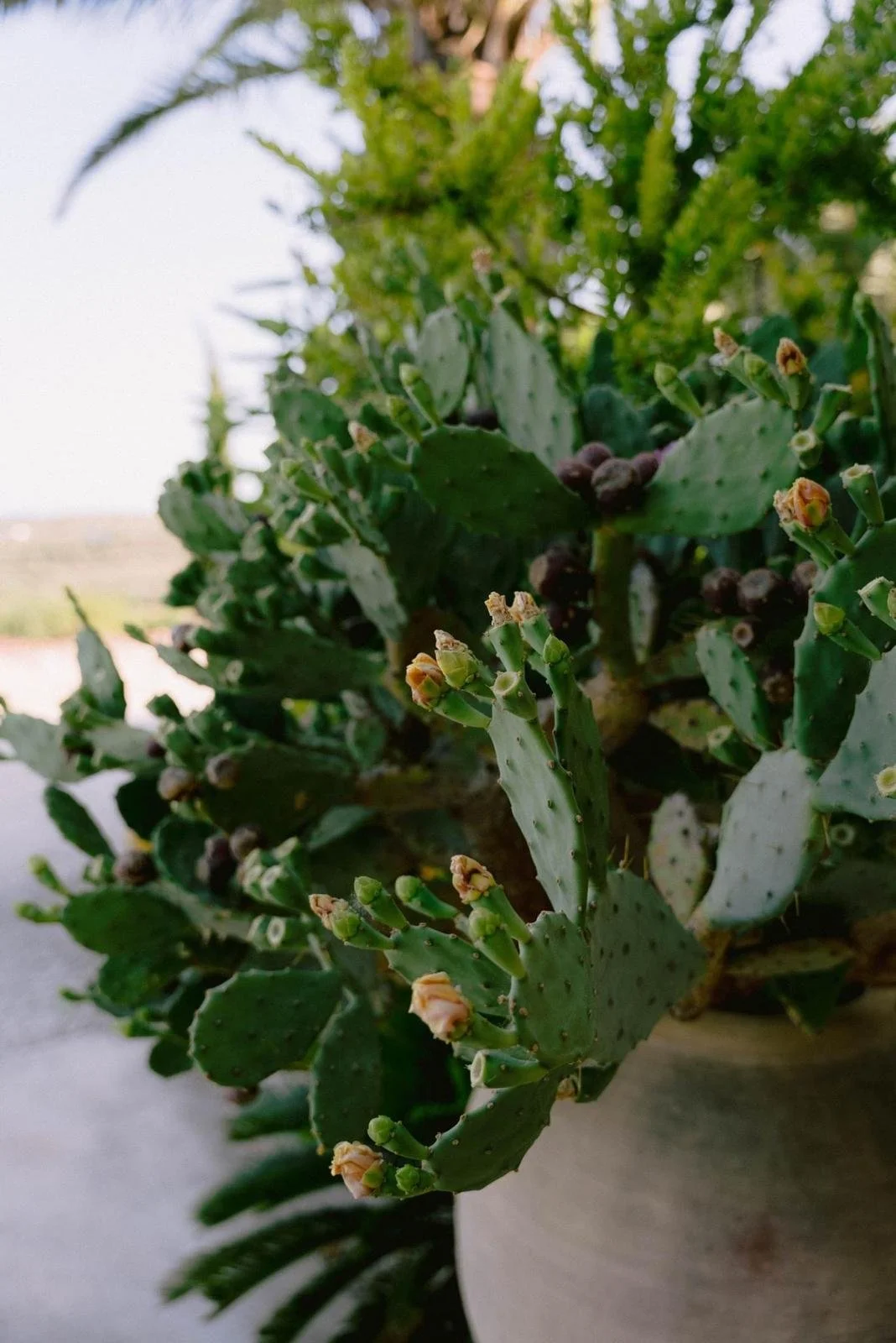 our garden.jpg