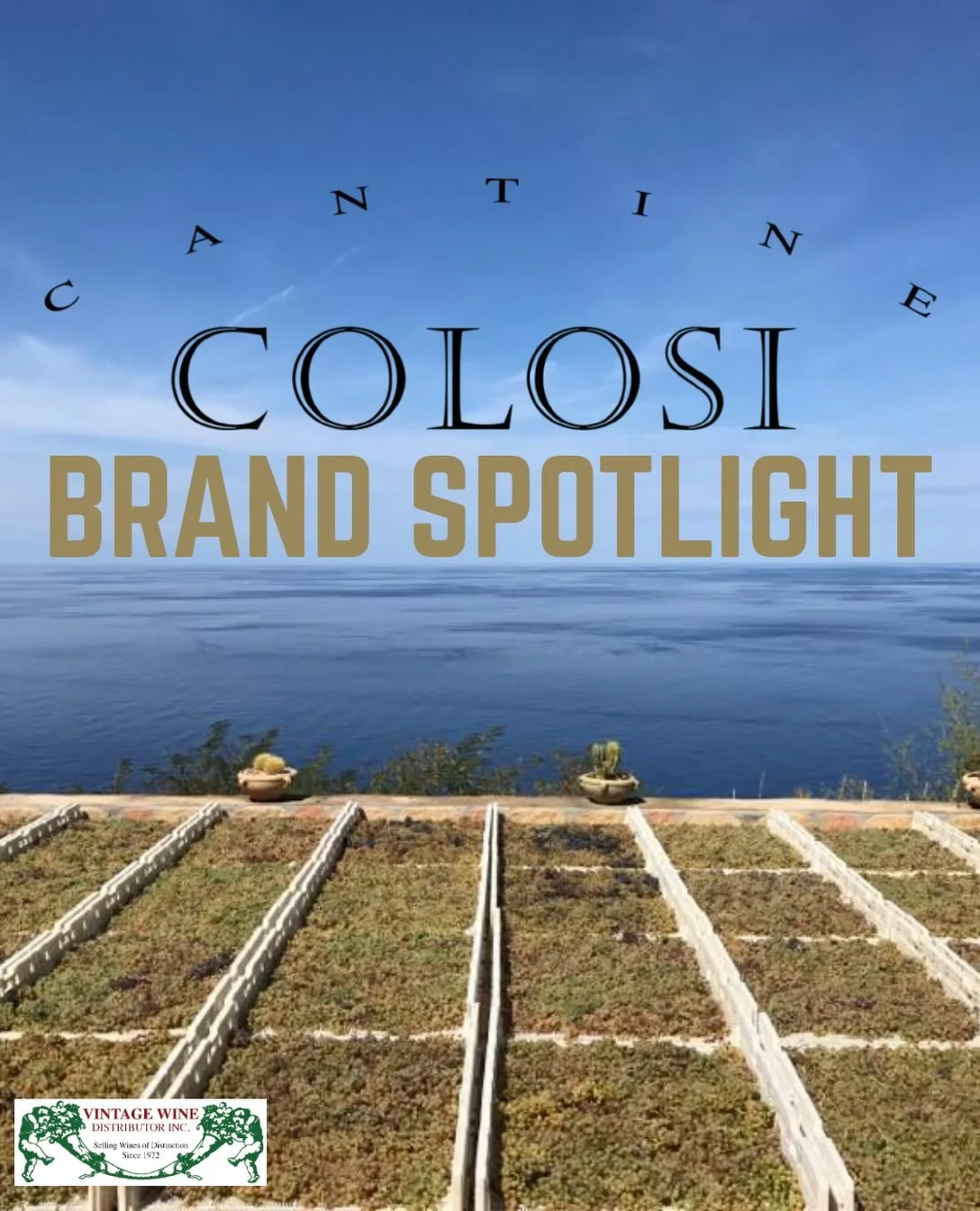 🌋 Cantine Colosi // Sicily. 🇮🇹

Born from the sun, sea, and volcanic soils of Sicily, Cantine Colosi has deep roots on the island of Salina, one of the stunning Aeolian Islands on the northern archipelago. Here, vineyards are shaped by Mediterrane