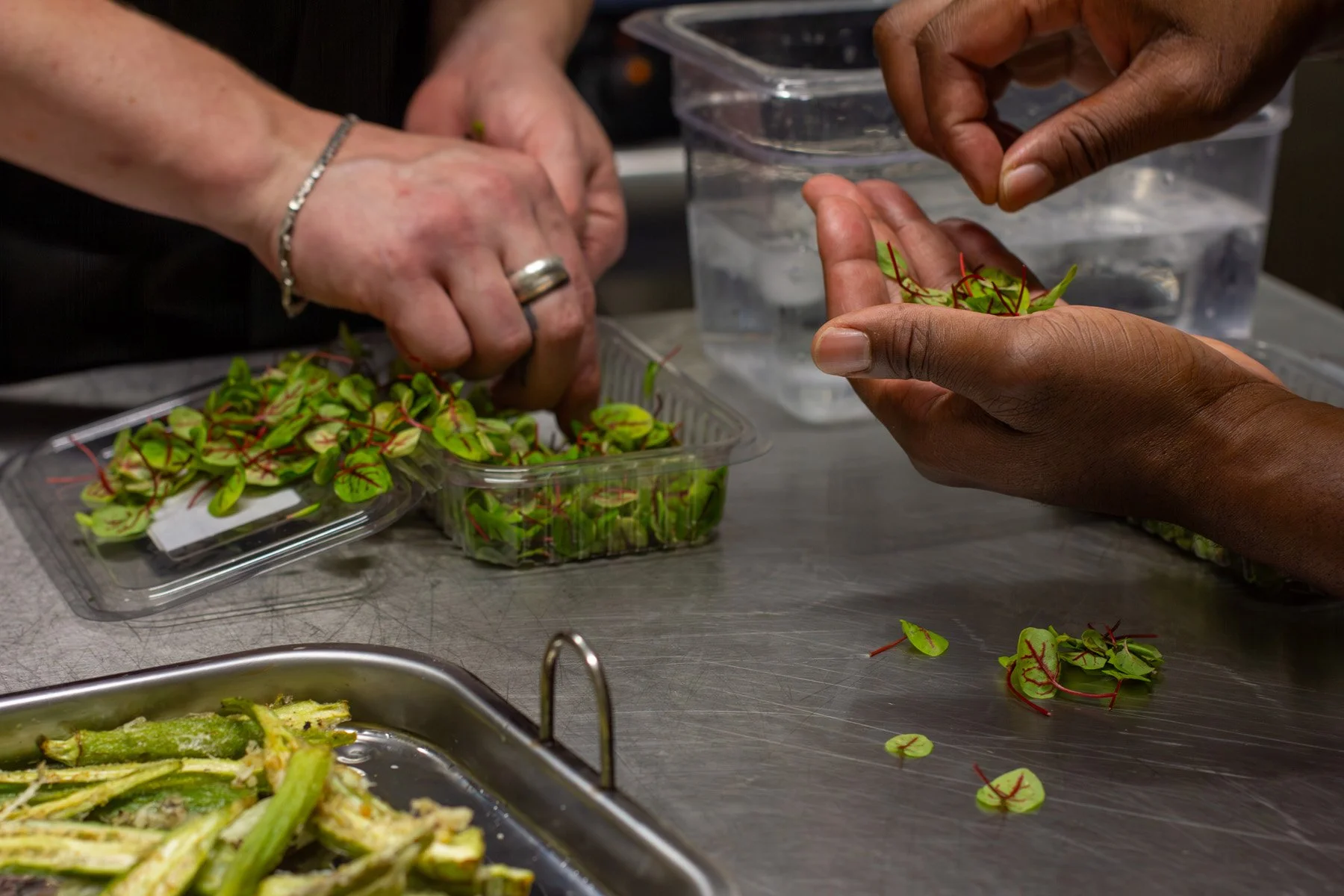 Two people handling small green and red-veined leaves or microgreens at a kitchen or lab table. One person is placing or arranging the leaves in a plastic container, while the other is holding some leaves in their hand. There are additional container