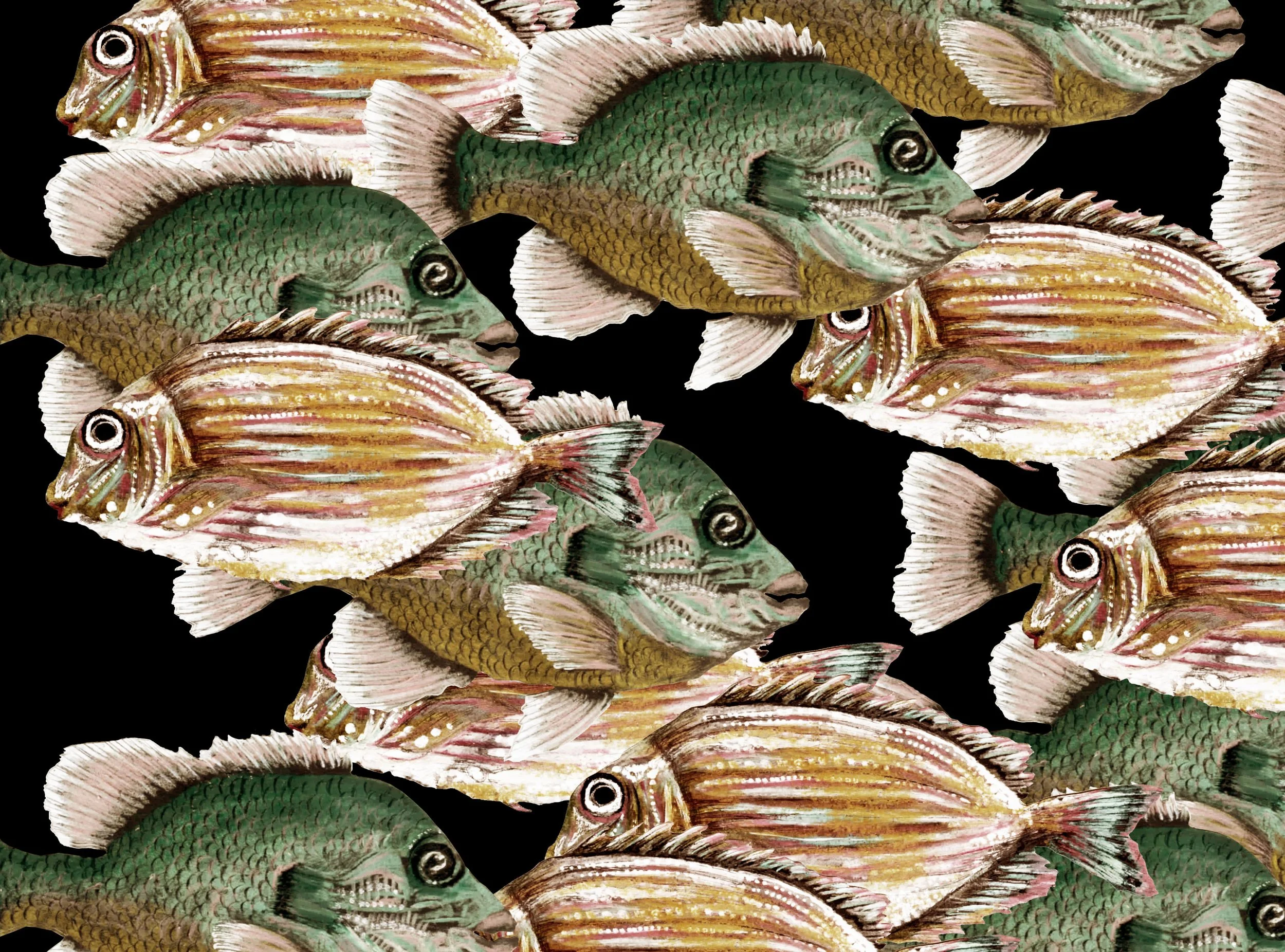 FISH CROPPED.jpg