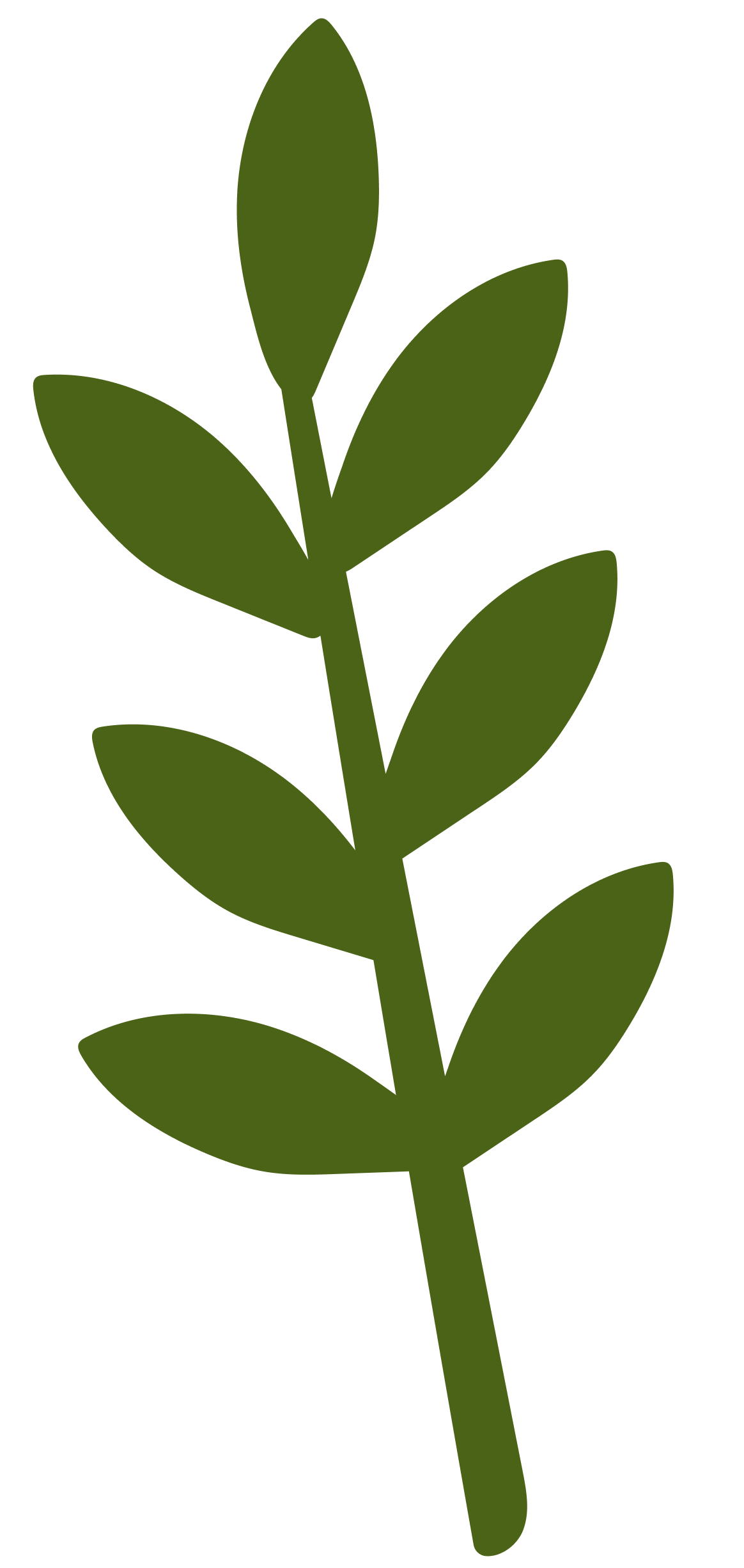A simple illustration of a sprig of green leaves on a stem.