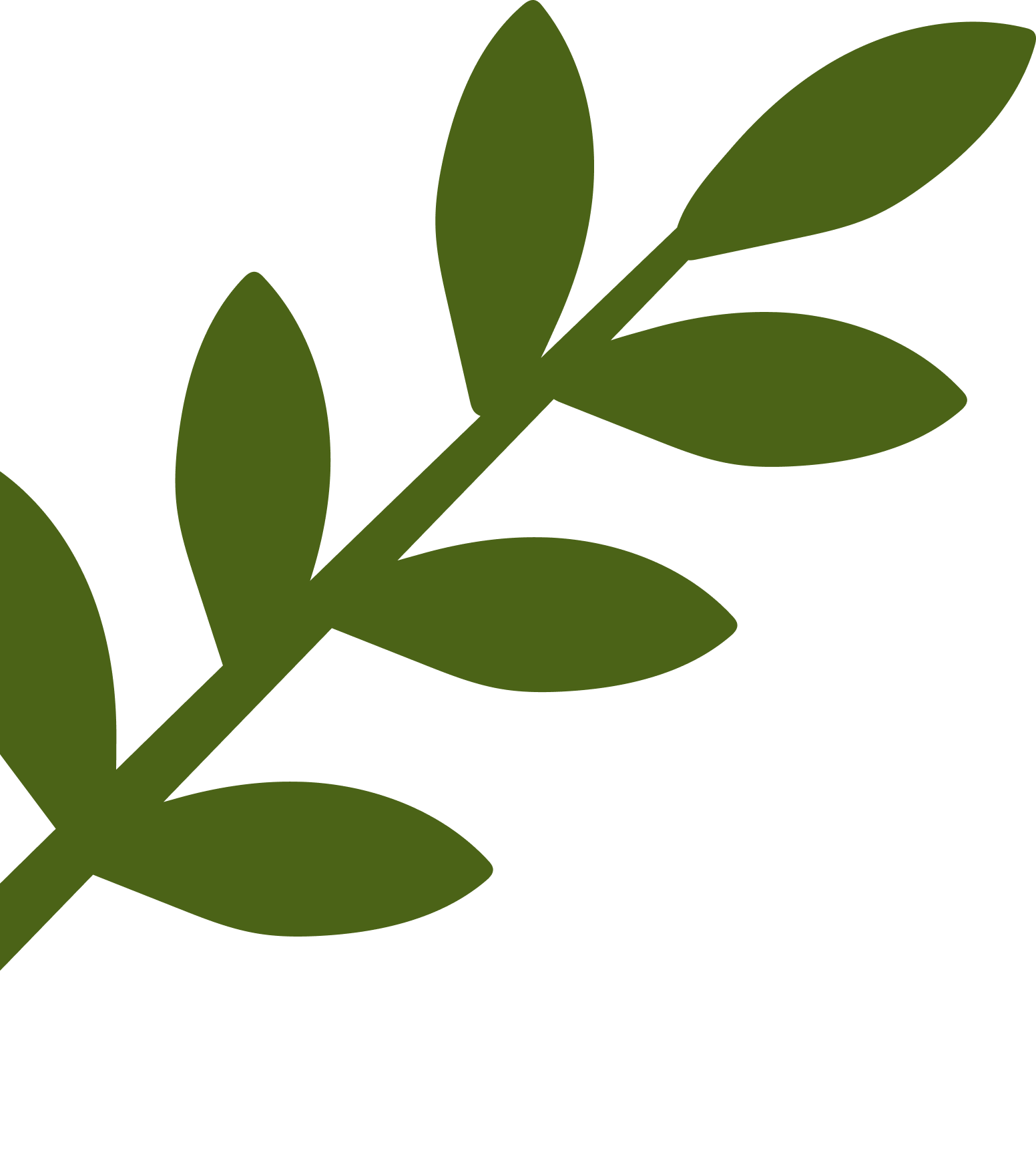 Simple illustration of a green leafy branch with multiple oval-shaped leaves arranged along a diagonal stem