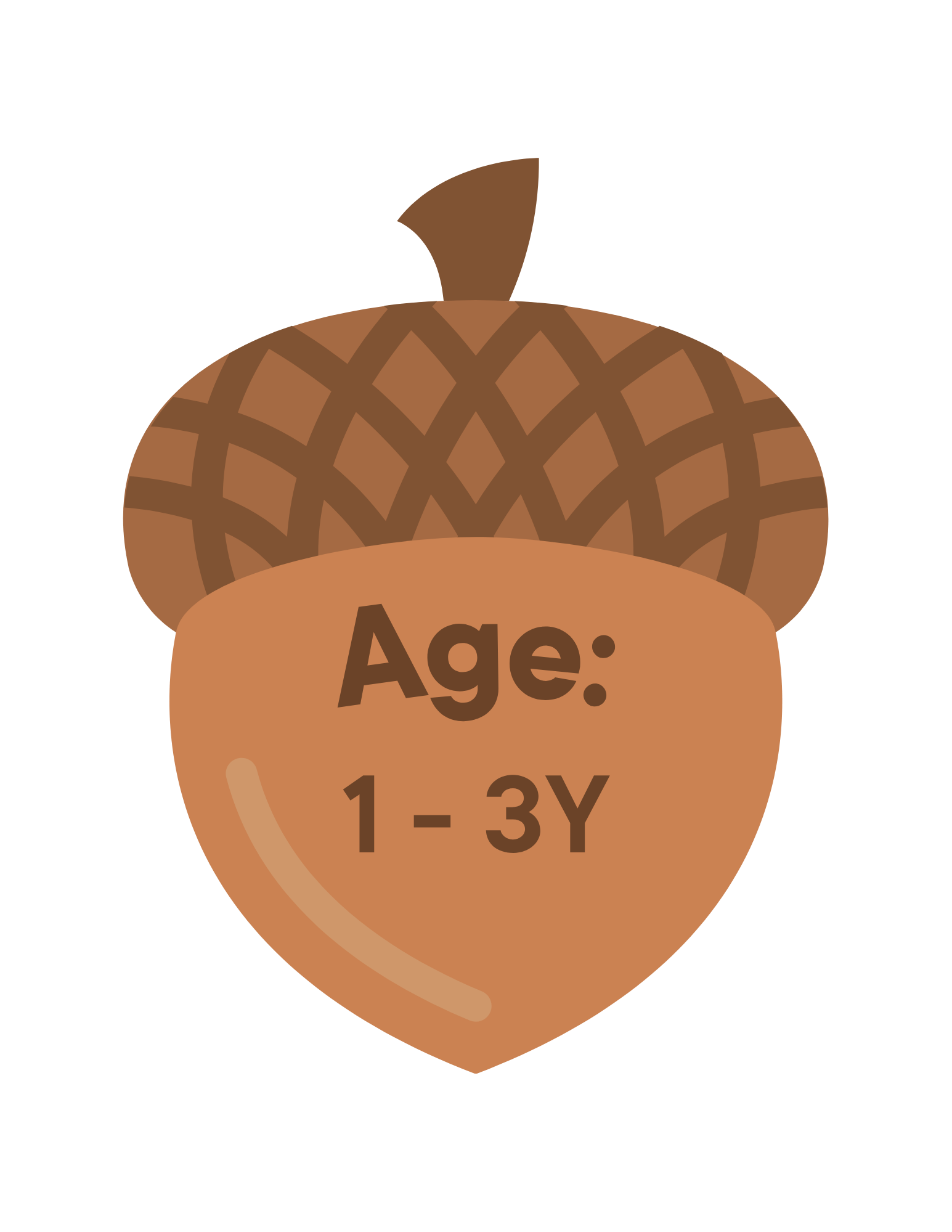 A cartoon illustration of an acorn with a label saying "Age: 1-3Y" in front of it.