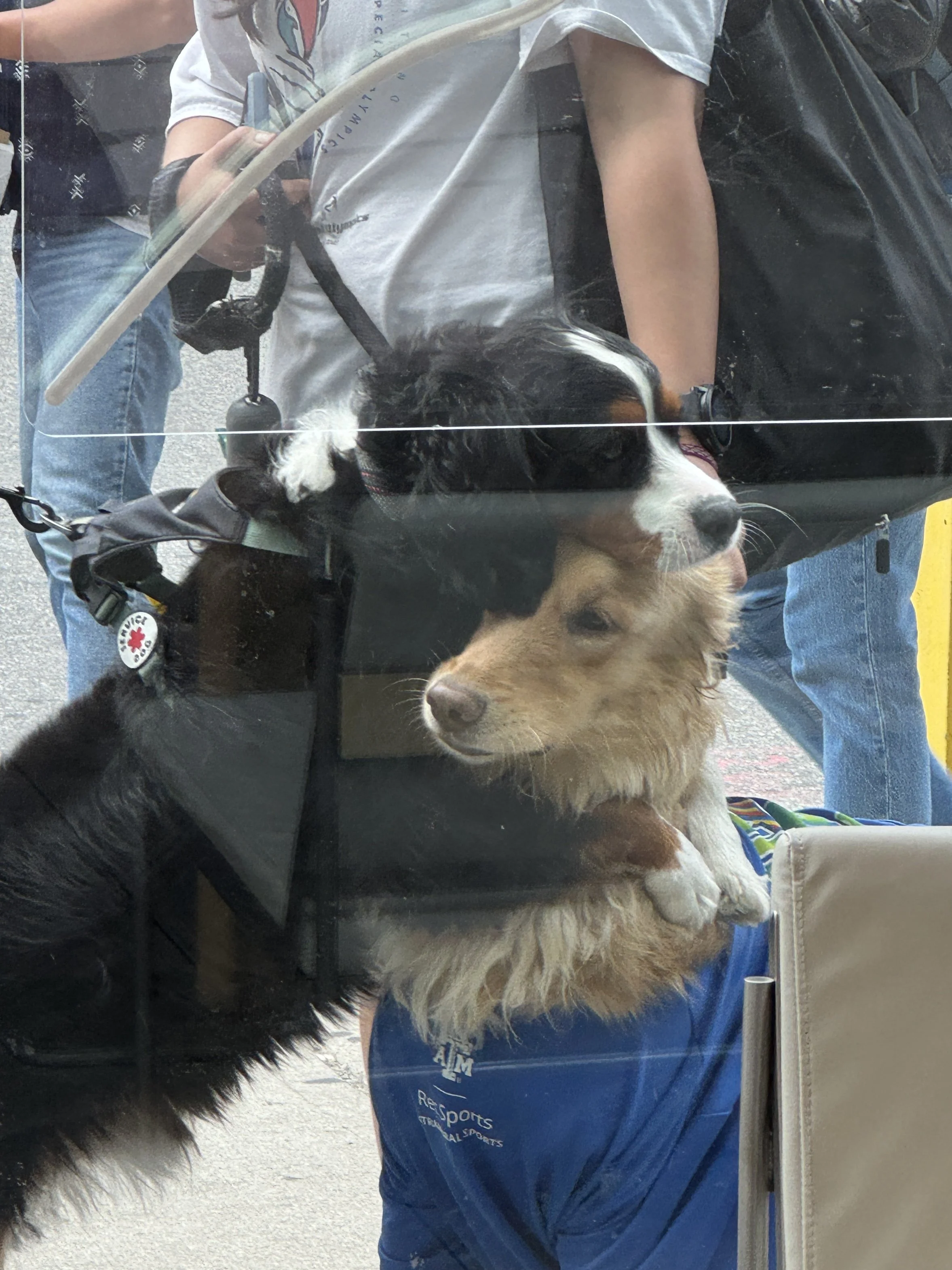 Two dogs, a Bernese Mountain Dog puppy and a Border Collie mix, looking through a glass window at an airport or similar transportation terminal. A person holding the puppy's leash is visible in the background.