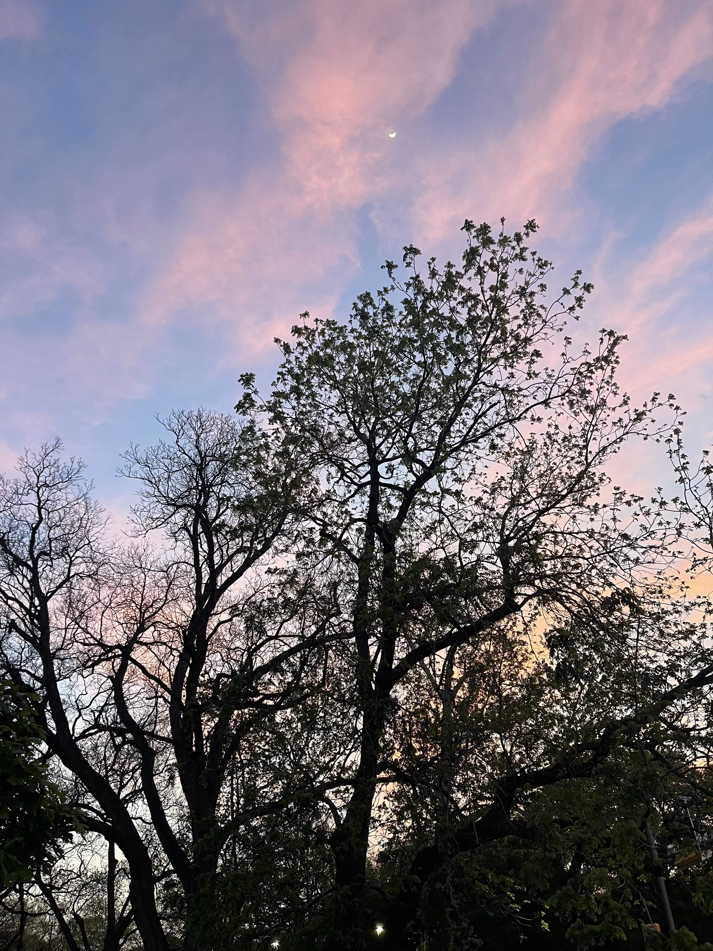 silhouette of a tree at sunset and the moon