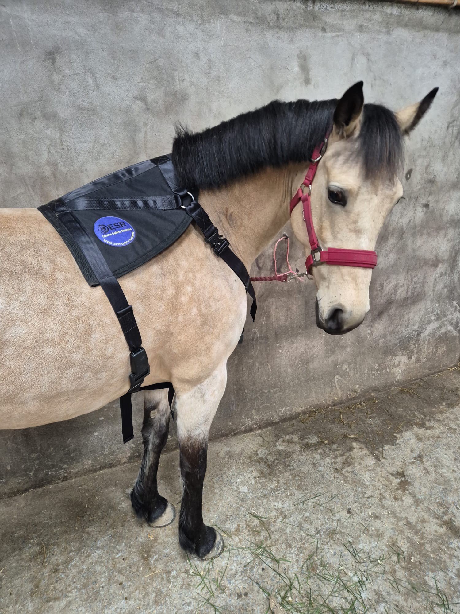 harness on horse in yard.jpg