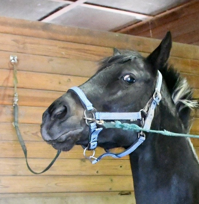 The One Moment Every Horse Owner Dreads — And How to Be Ready for It