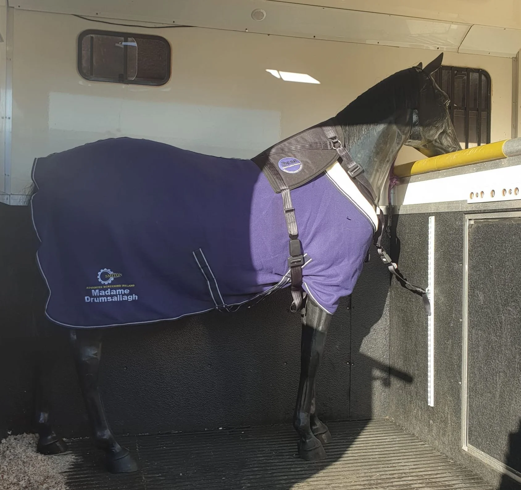 harness on horse in trailer.jpg