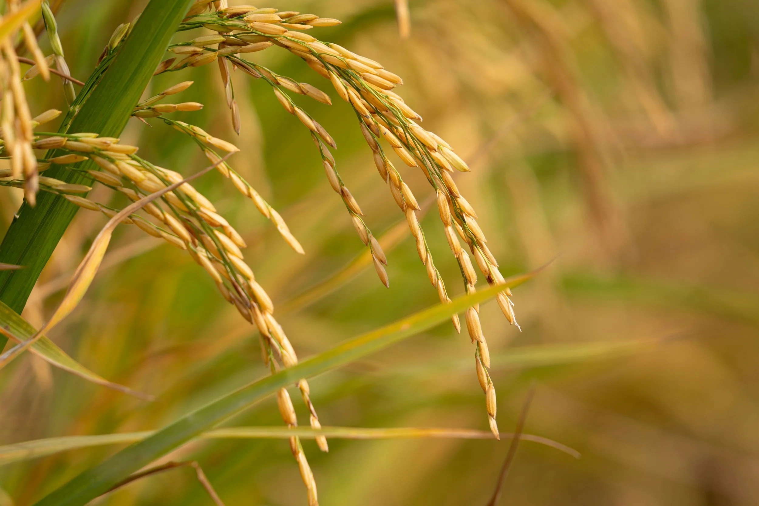 Rice Expoter in India ,procures from farmers directly