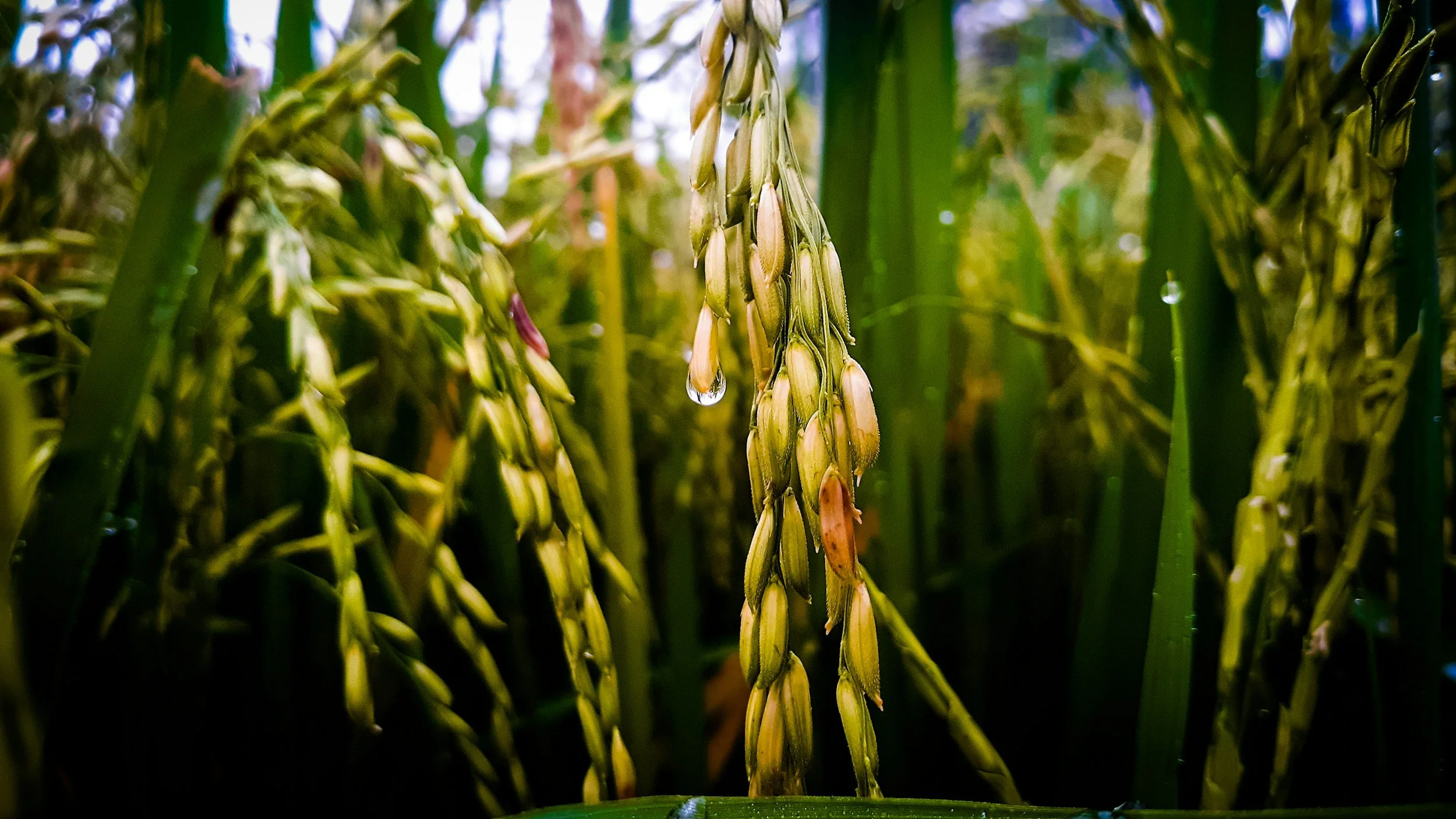 The Legacy of Indian Basmati Rice: History, Evolution, Health Benefits, and Why It Remains the World’s Finest Rice