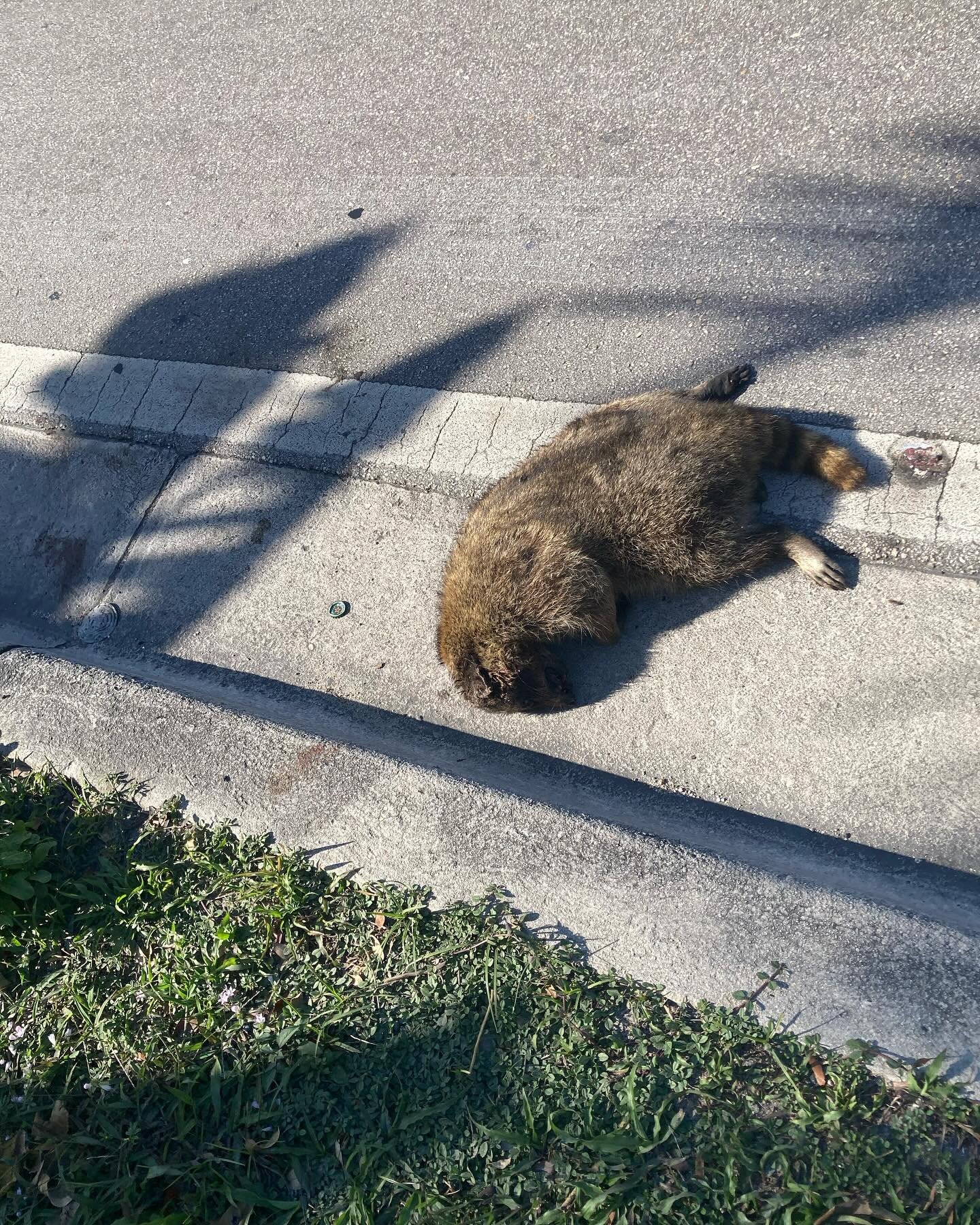 Miami roadkill WHAT IS IT?!...not a beaver! not an opossum! Not a raccoon!....hmmm