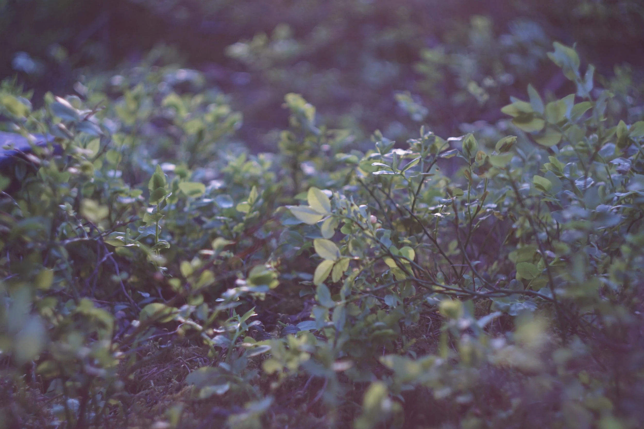 Dzimtas enerģijas seminārs