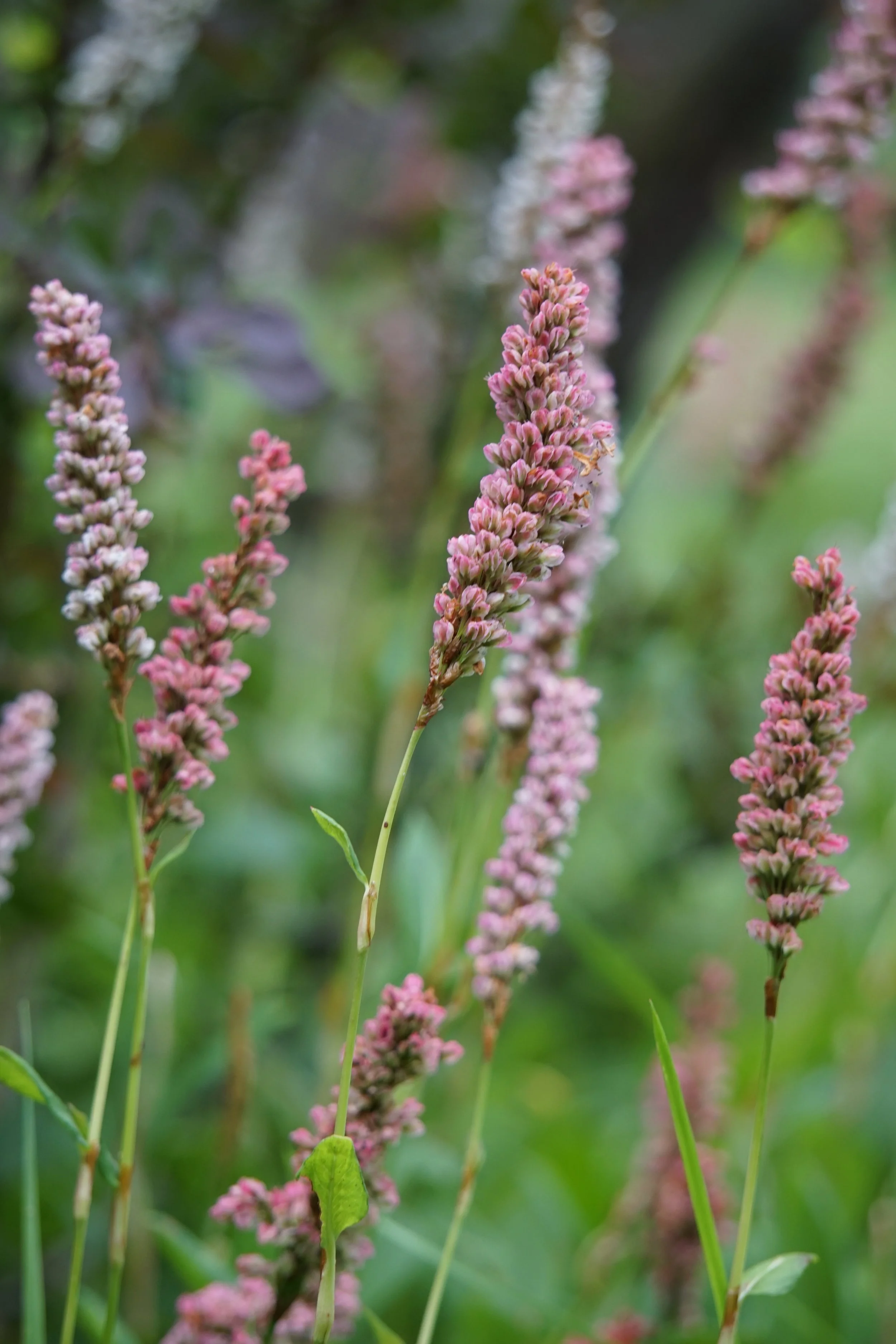  Padziļinātais dzimtas enerģijas semināru cikls– 6. nodarbība