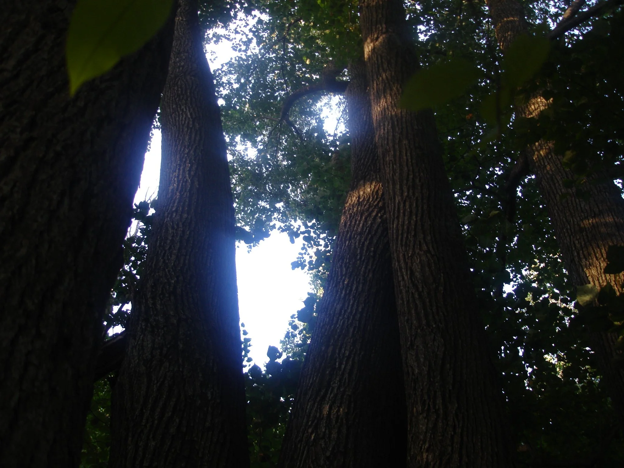 Par garīgo meklējumu īsceļiem