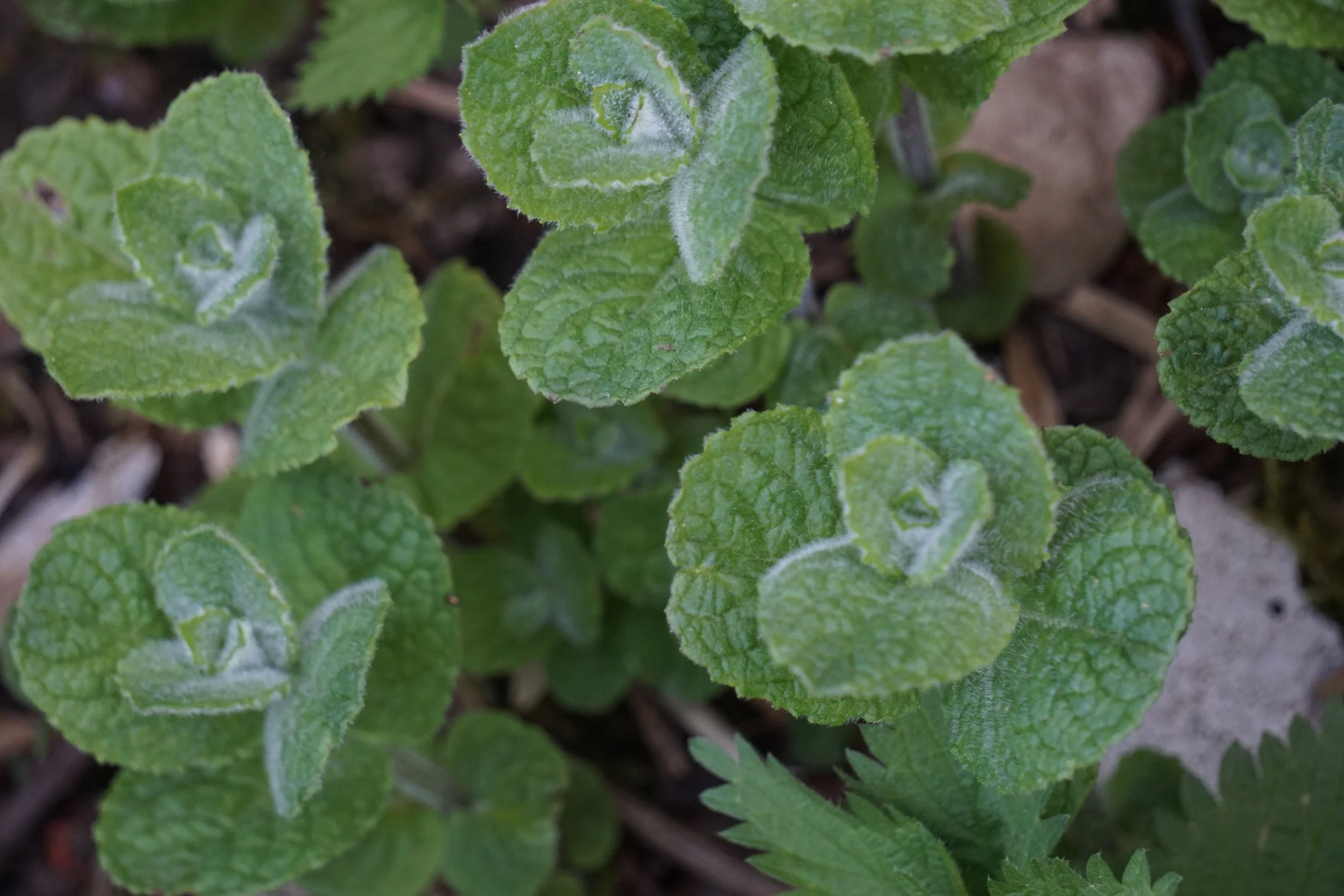 Dzimtas enerģijas seminārs dalībniekiem ar priekšzināšanām (darbs ar Helingera metodi) 