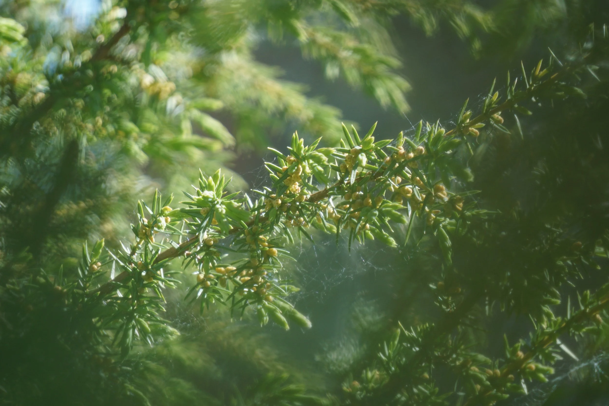 Dzimtas enerģijas seminārs dalībniekiem ar priekšzināšanām