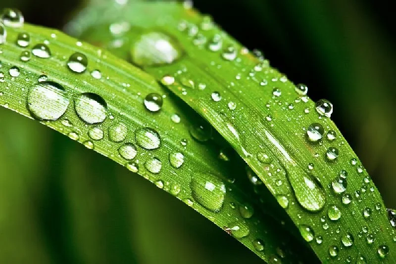 Garīgā veselība un tās stiprināšana latviešu dziedināšanas tradīcijā