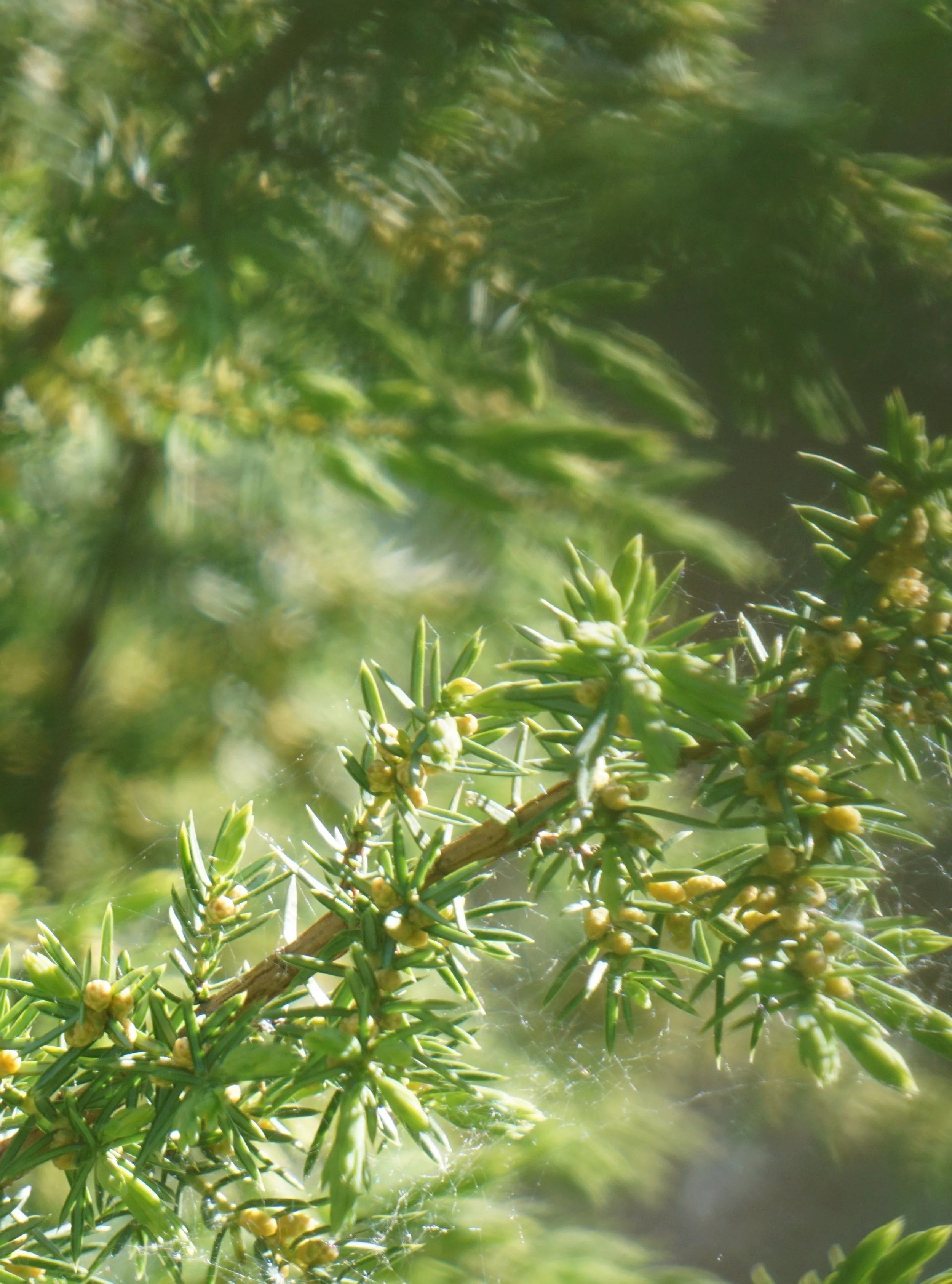 Dzimtas enerģijas seminārs (darbs ar Helingera metodi)