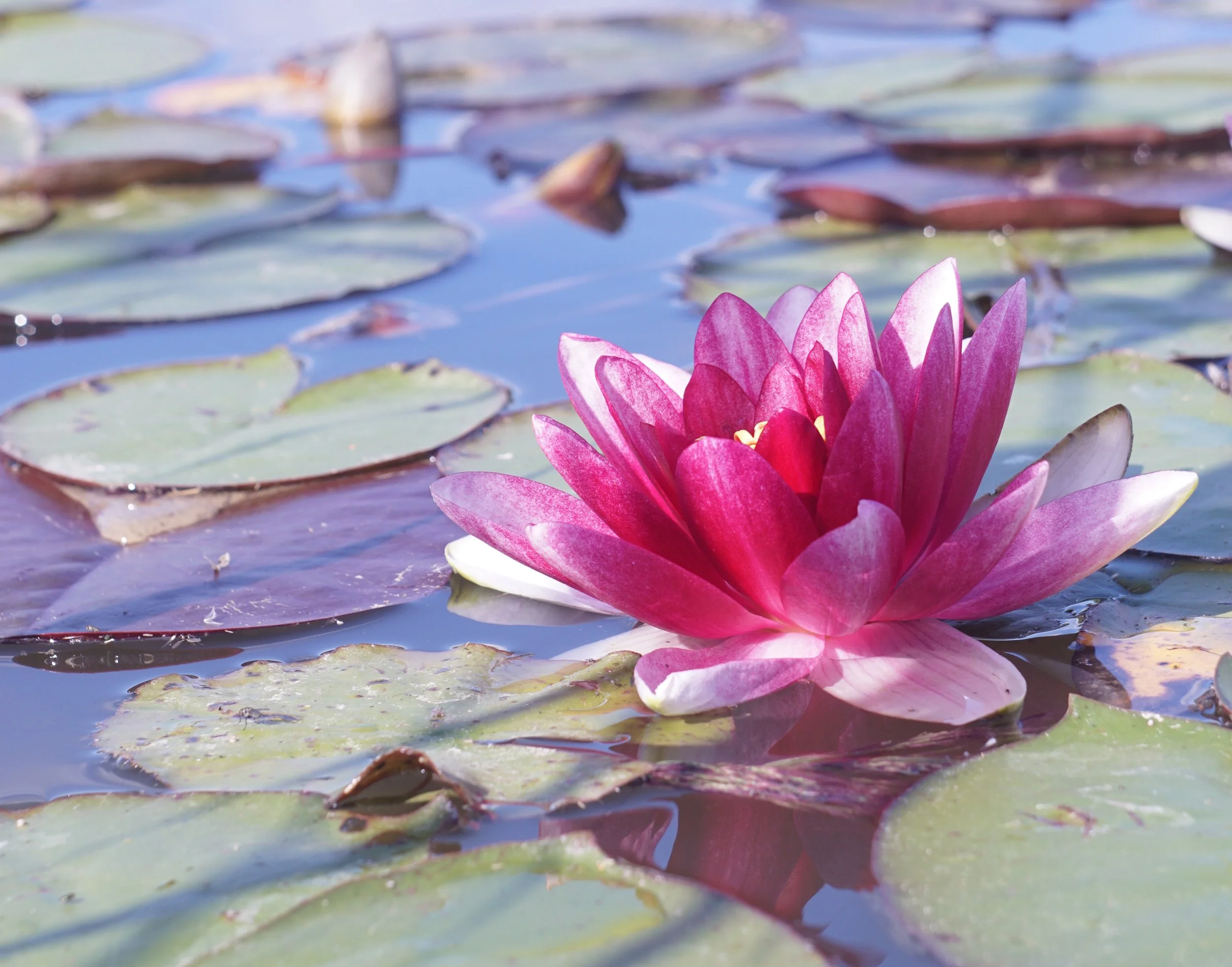 Dabas meditāciju seminārs sievietēm 