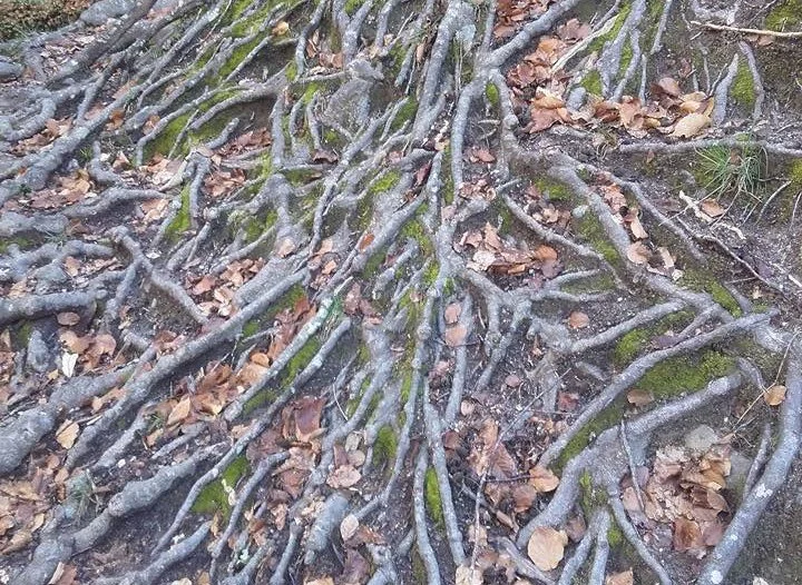 Dzimtas enerģijas seminārs (darbs ar Helingera metodi) 