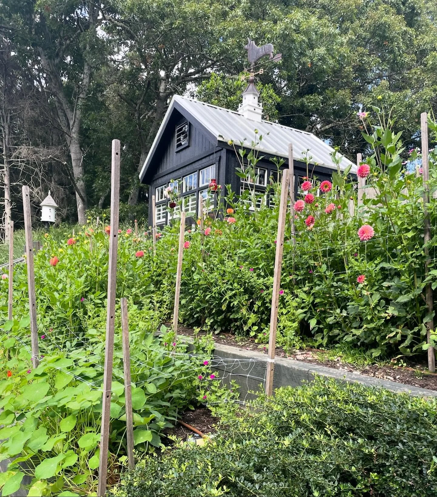 I had the honor of helping my friend Torrie put her amazing dahlias to sleep for the winter. Torrie&rsquo;s dahlia garden is truly a sight to be seen. It blooms in late summer early Fall with show-stopping flowers in all types of color. Simply specta