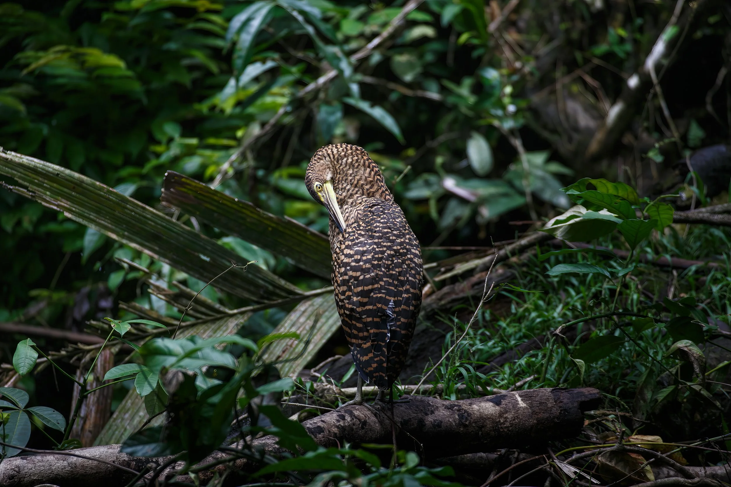 35 Years of Tropical Conservation: Our strategy for Impact