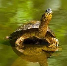 Station Manager’s end of year report from Caño Palma Biological Station