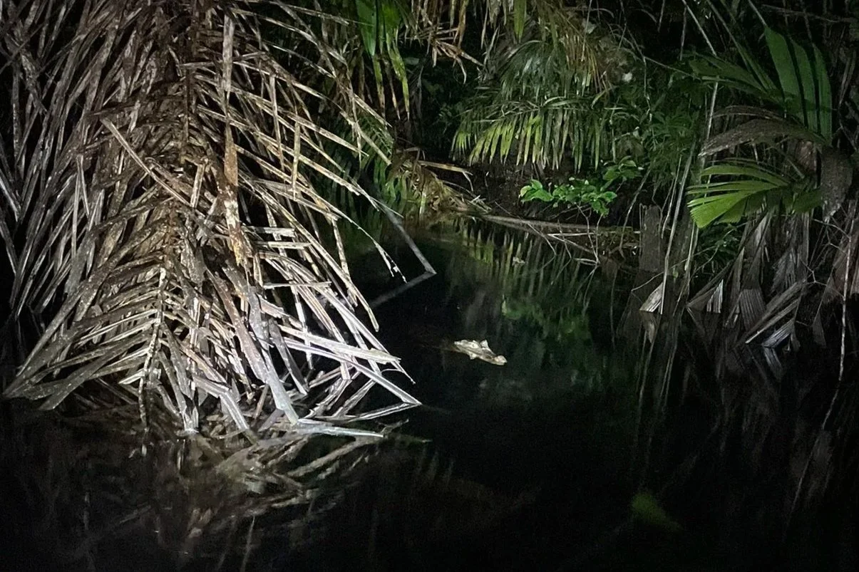 Nine Months in the Swamp: What Caimans, Jaguars and Cold Showers Taught Me