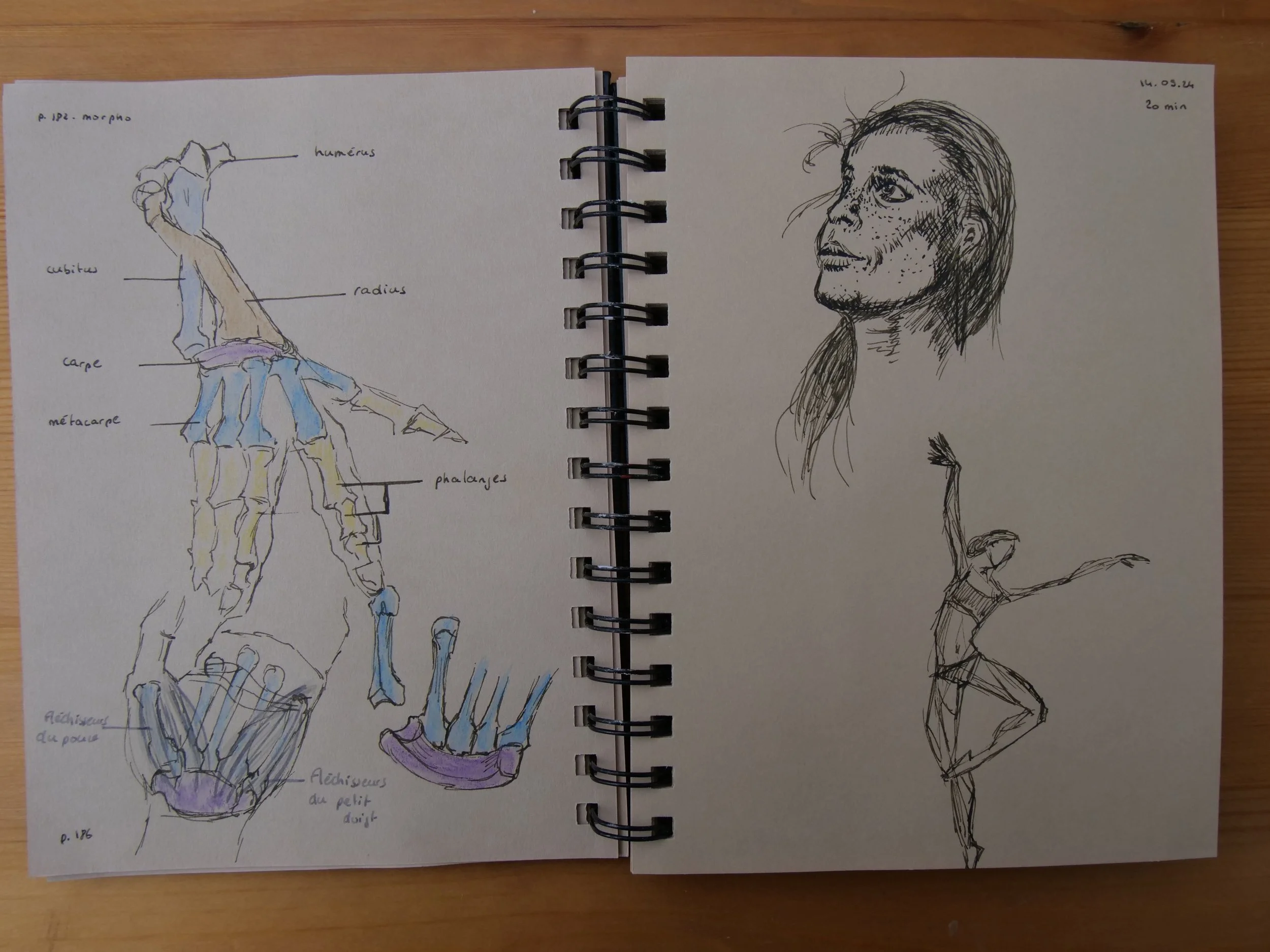 mid-September 2024 Enjoying ink and watercolor pencils