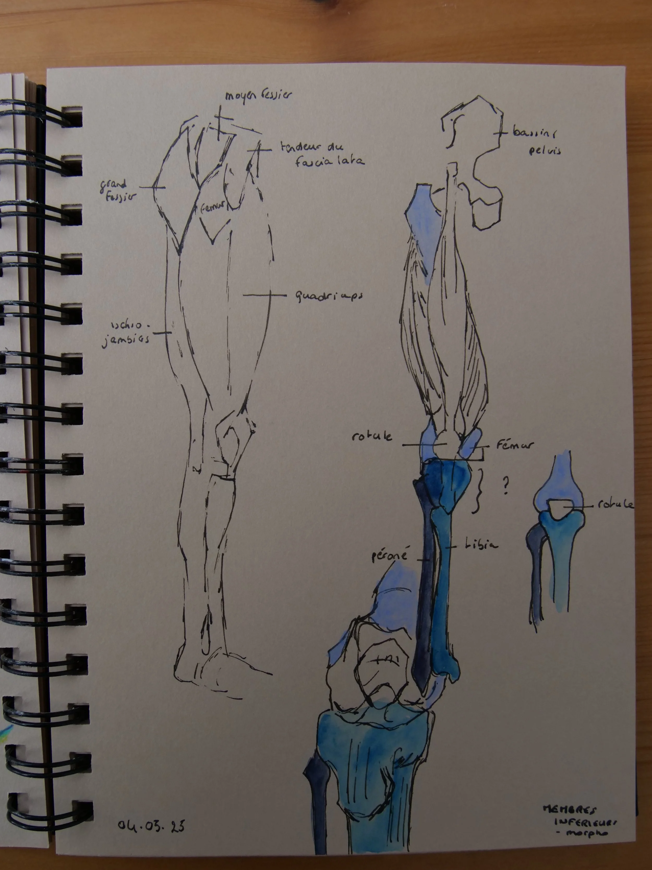 May 2025 - continuing my morpho studies