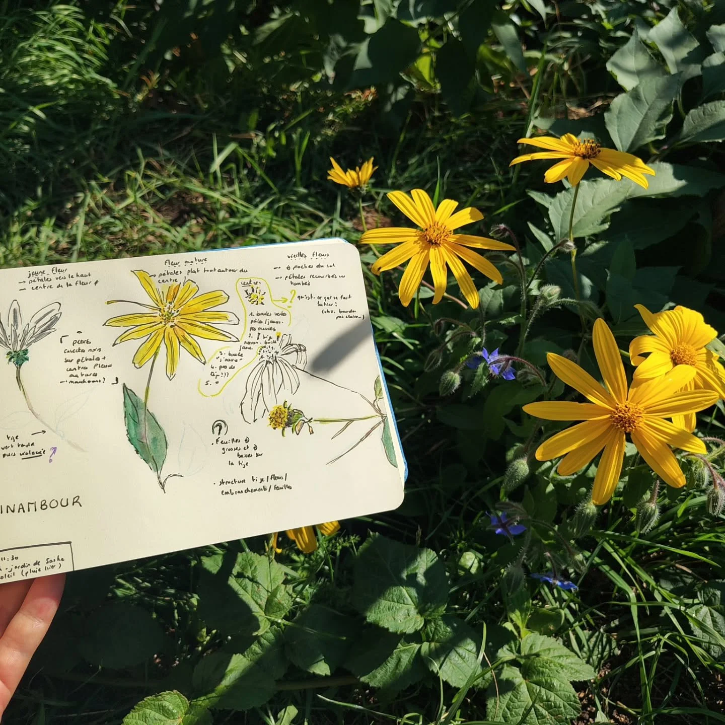 A weekend in oberretzbach, nature journaling and grape harvest 🍇