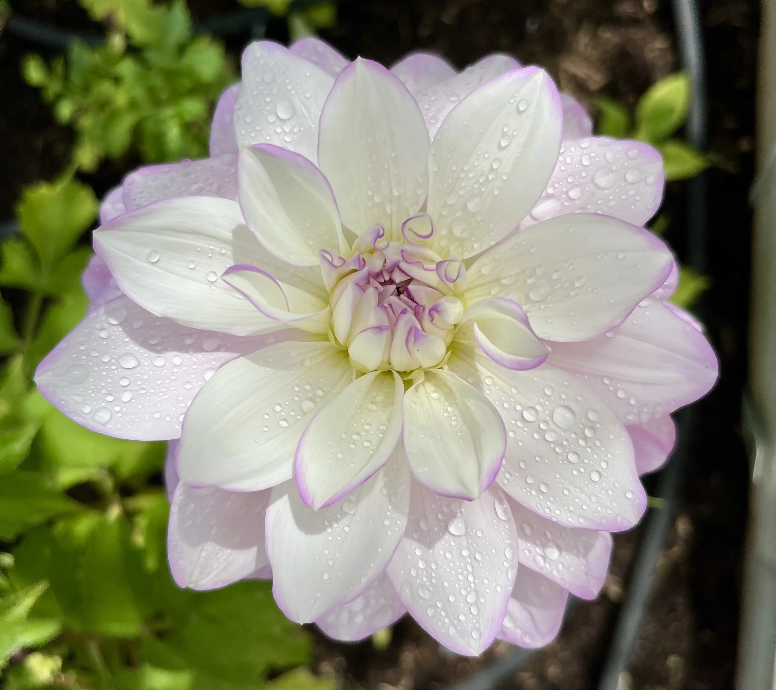 Close-up of a white and pale pink flower with water droplets on its petals, surrounded by green leaves and dark soil.