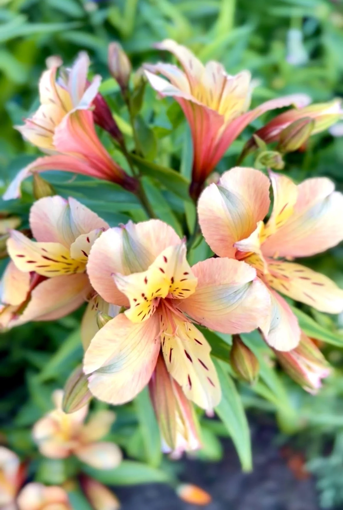 Close-up of vibrant pink and yellow alstroemeria flowers with green leaves in background.