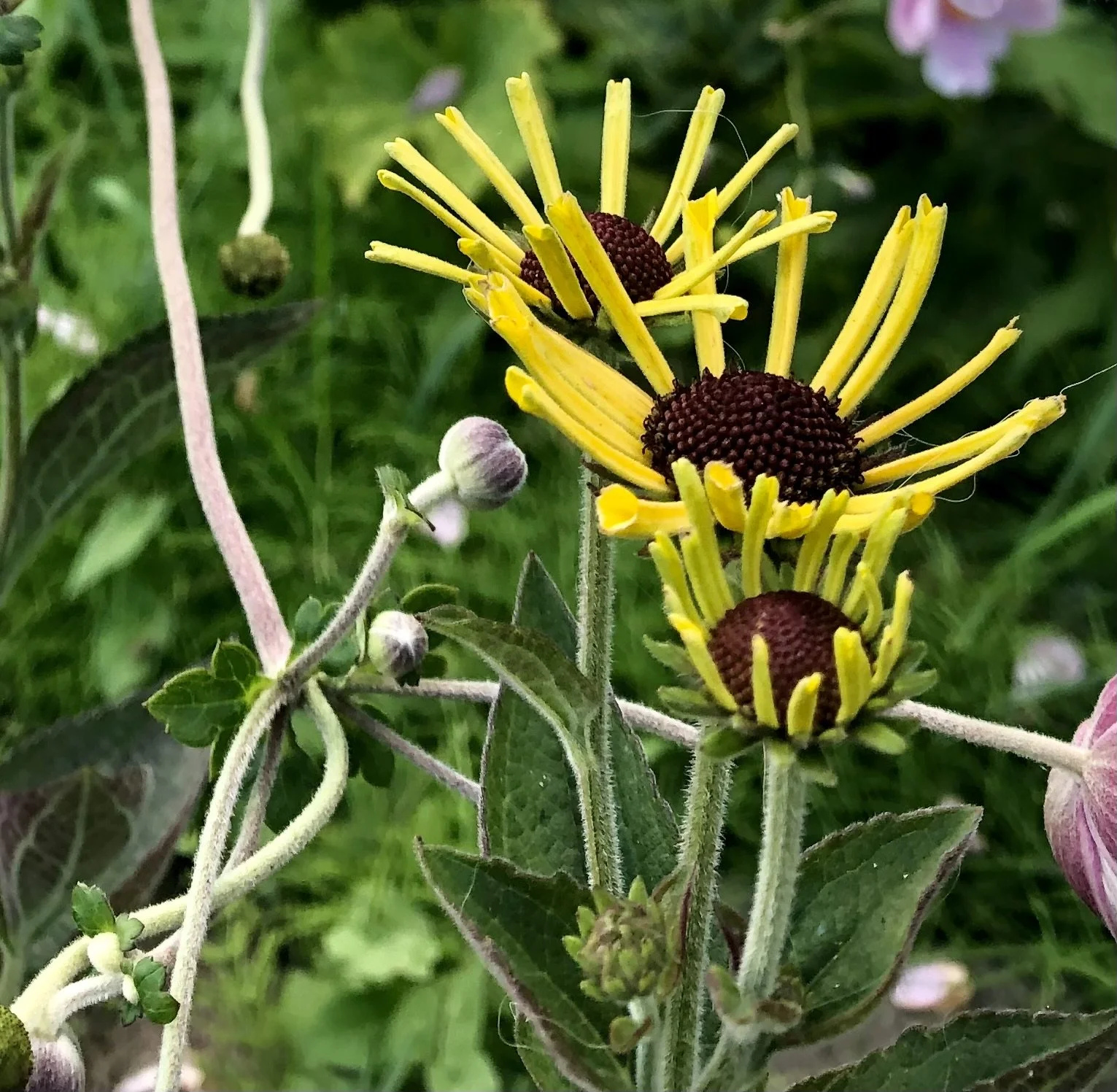 Close-up of a yellow flower with reddish-brown center surrounded by green leaves and budding flowers.