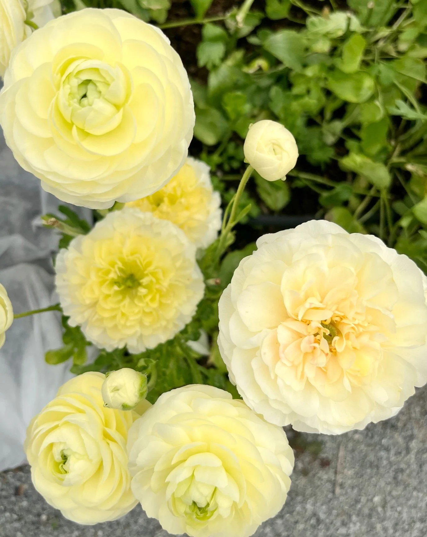 Close-up of several light yellow and creamy white ranunculus flowers in bloom with green leaves in the background.