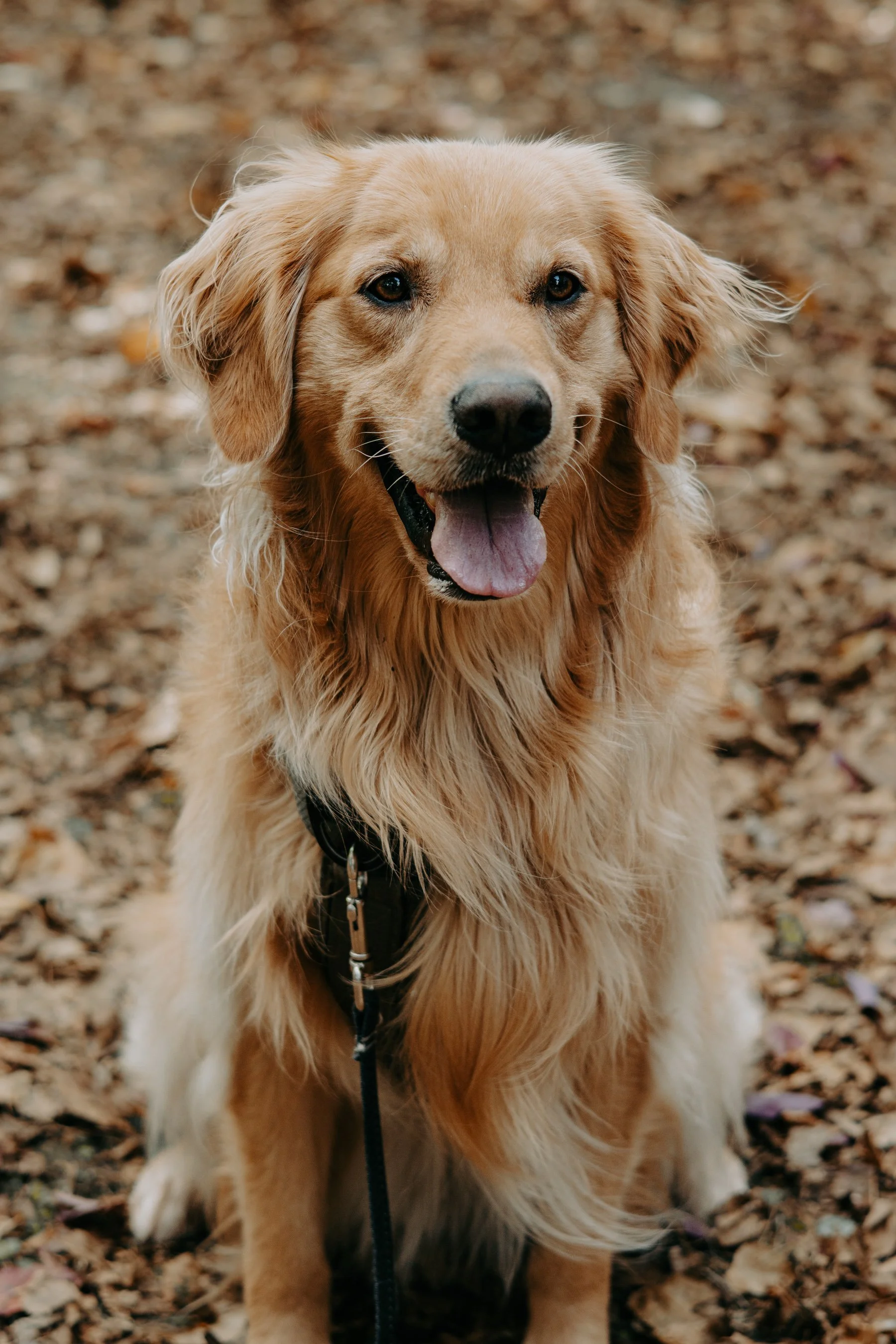 FallMinis_October181759 3.JPG