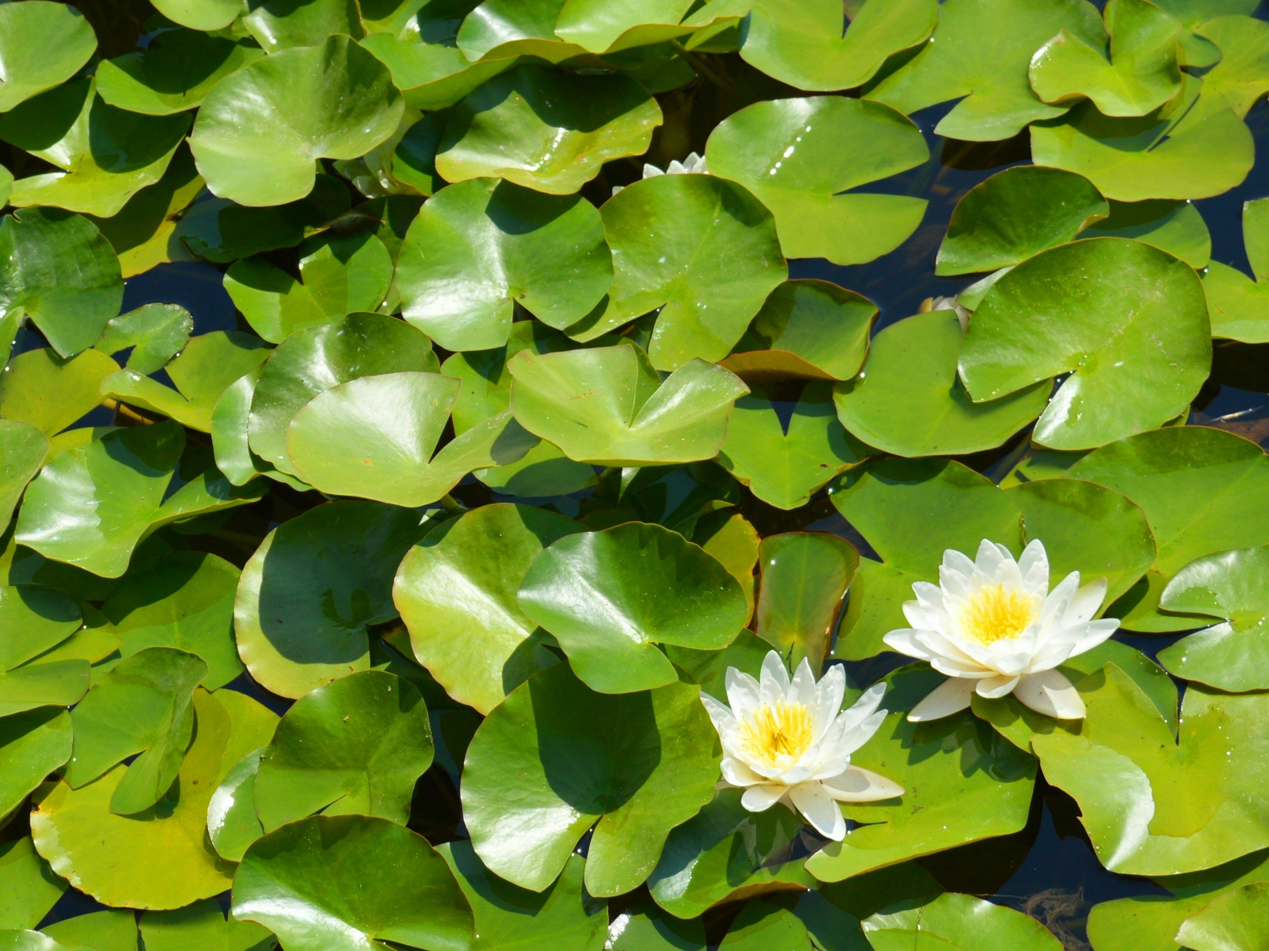 The Sacred Hour: The Healing Power of Shared Energy in Therapy
